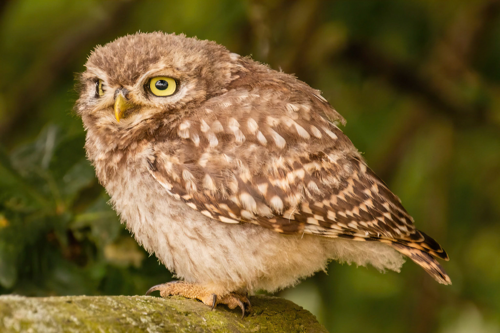 Little Owl ⒸArthur Cicada 2022