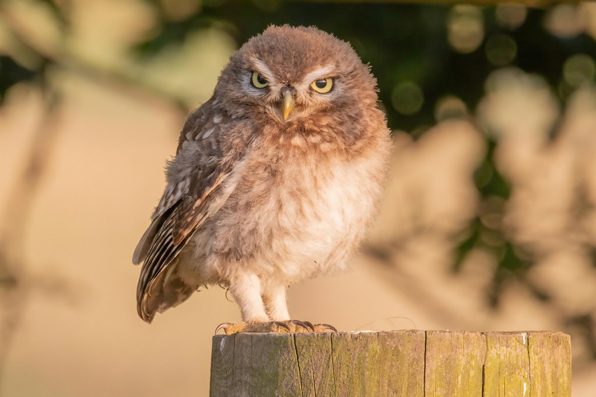 Little Owl ⒸArthur Cicada 2022