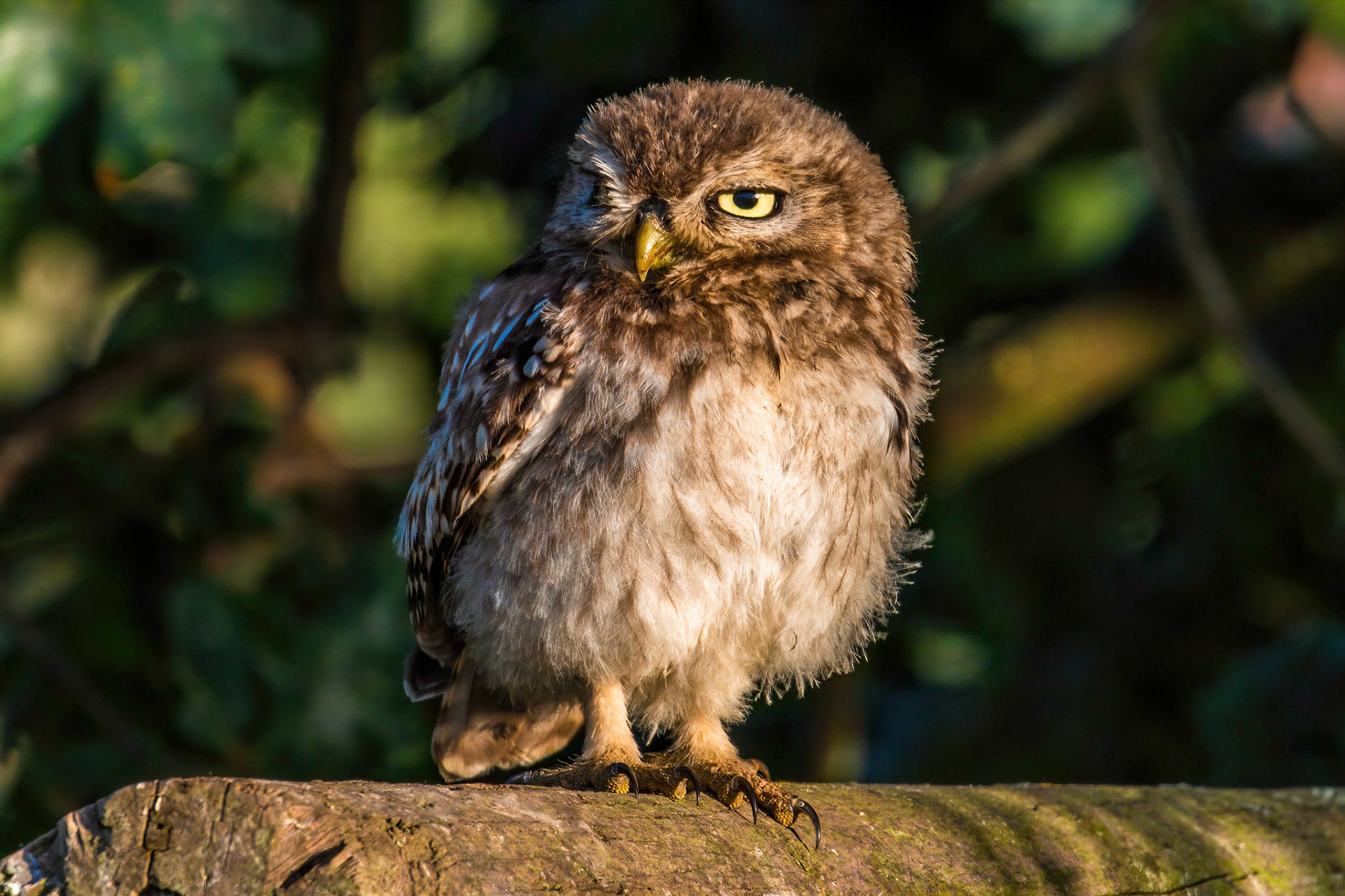 Little Owl ⒸArthur Cicada 2022