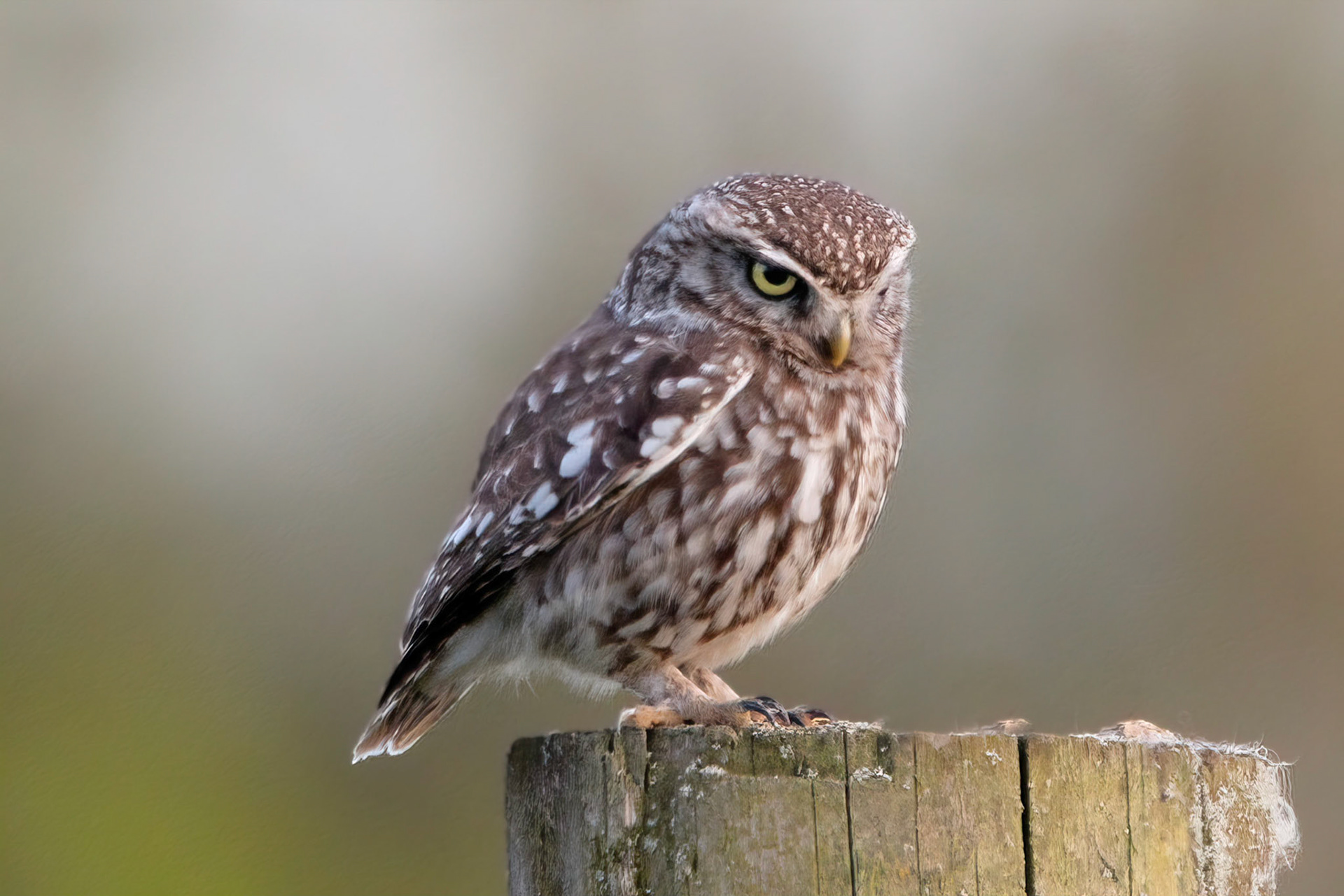 Little Owl ⒸArthur Cicada 2022
