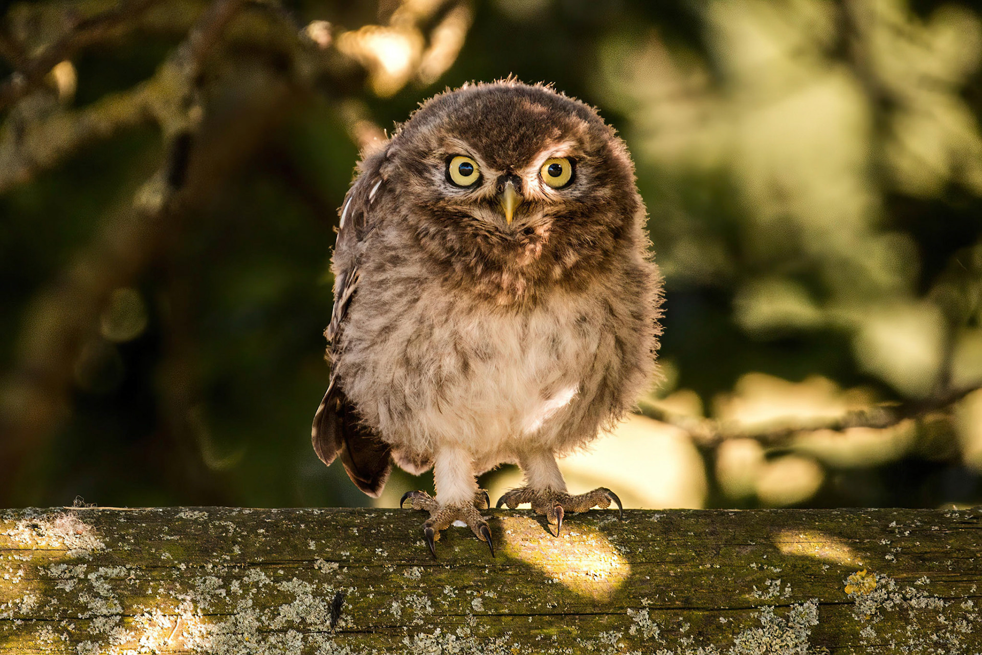 Little Owl ⒸArthur Cicada 2022