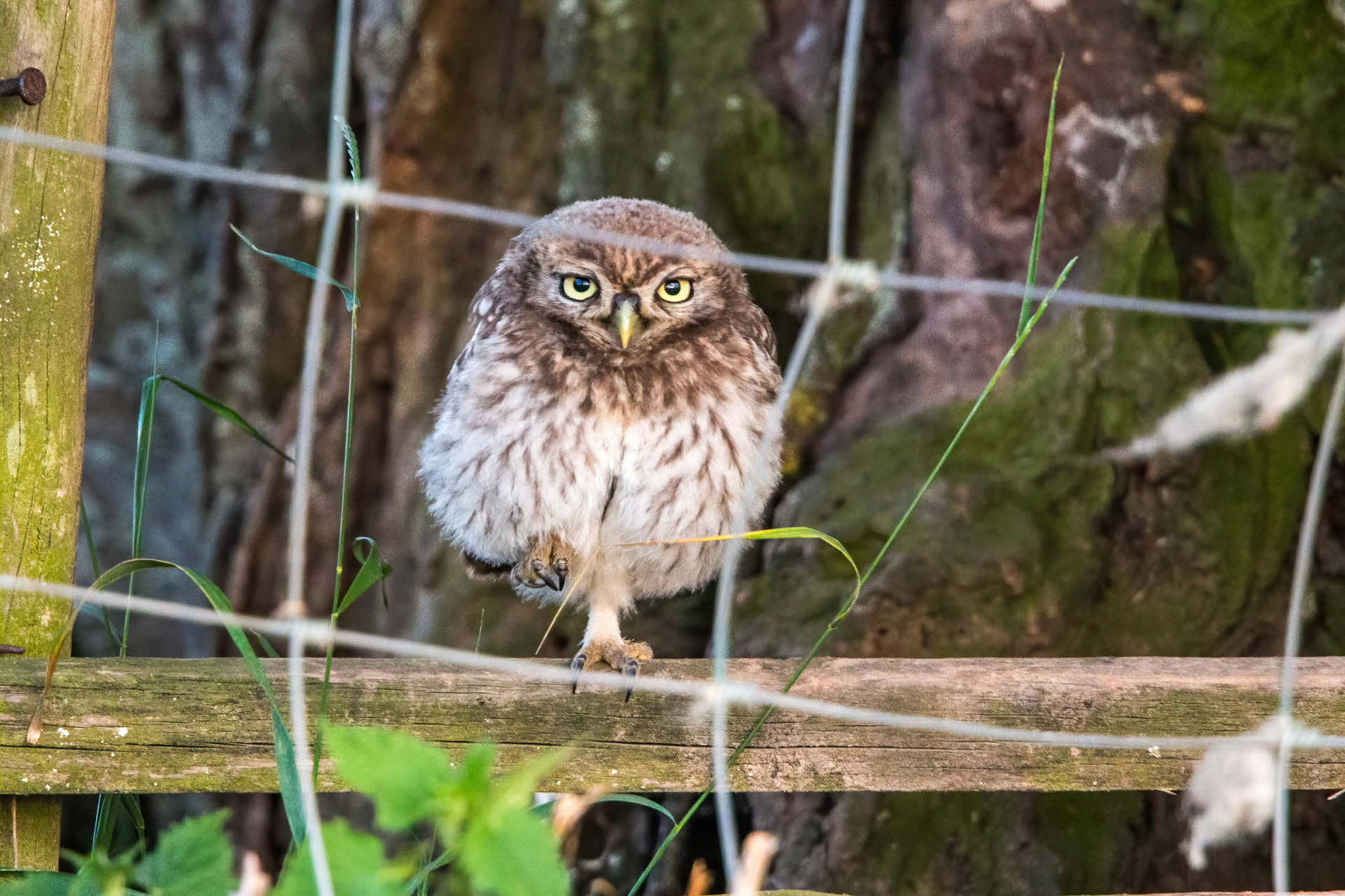Little Owl ⒸArthur Cicada 2022