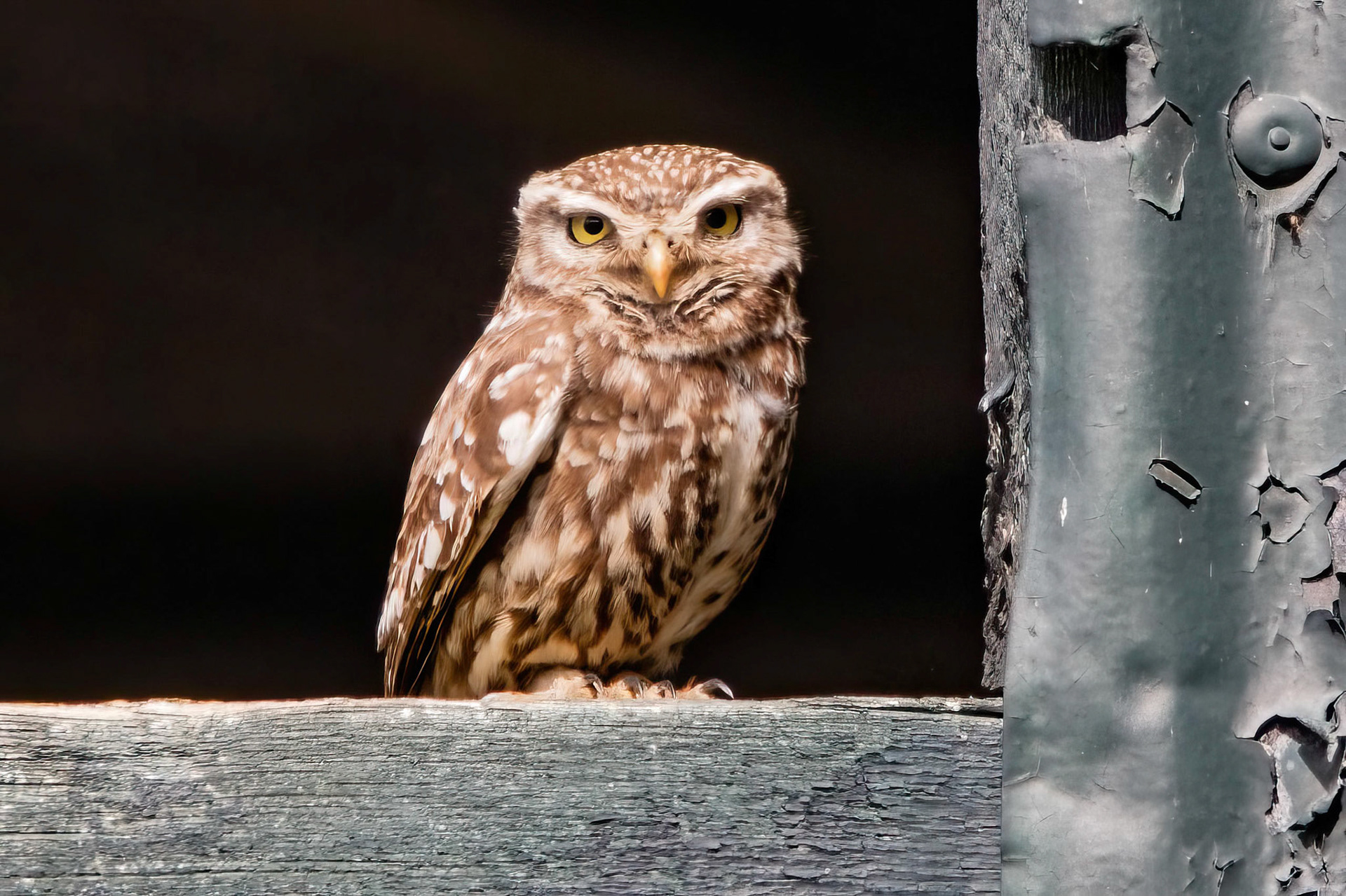 Little Owl ⒸArthur Cicada 2022