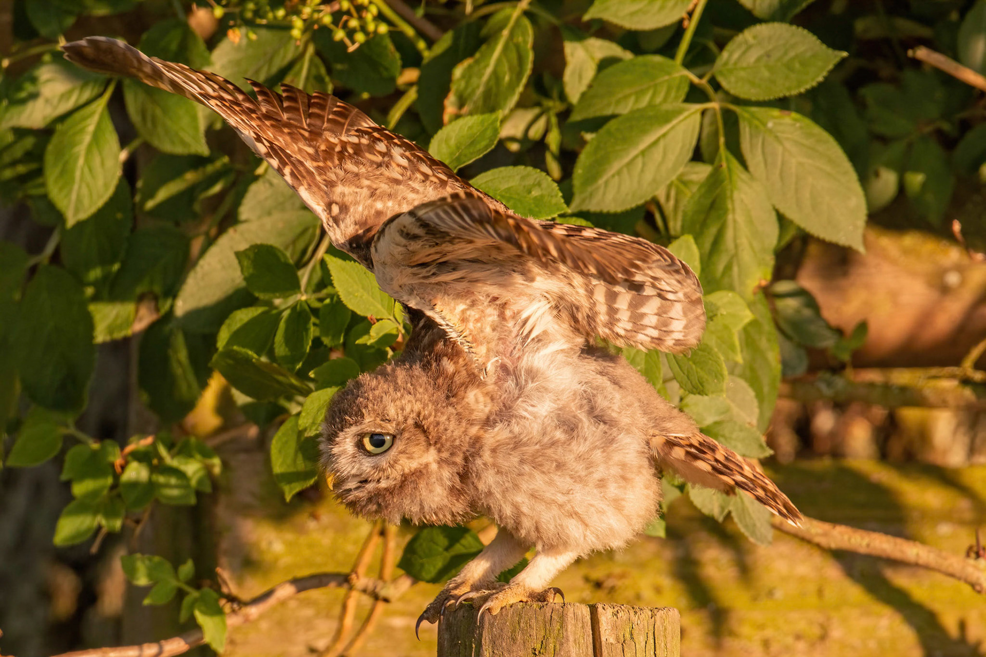 Little Owl ⒸArthur Cicada 2022