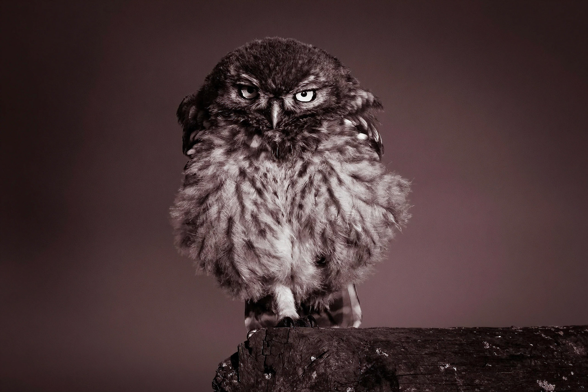 Little Owl ⒸArthur Cicada 2022