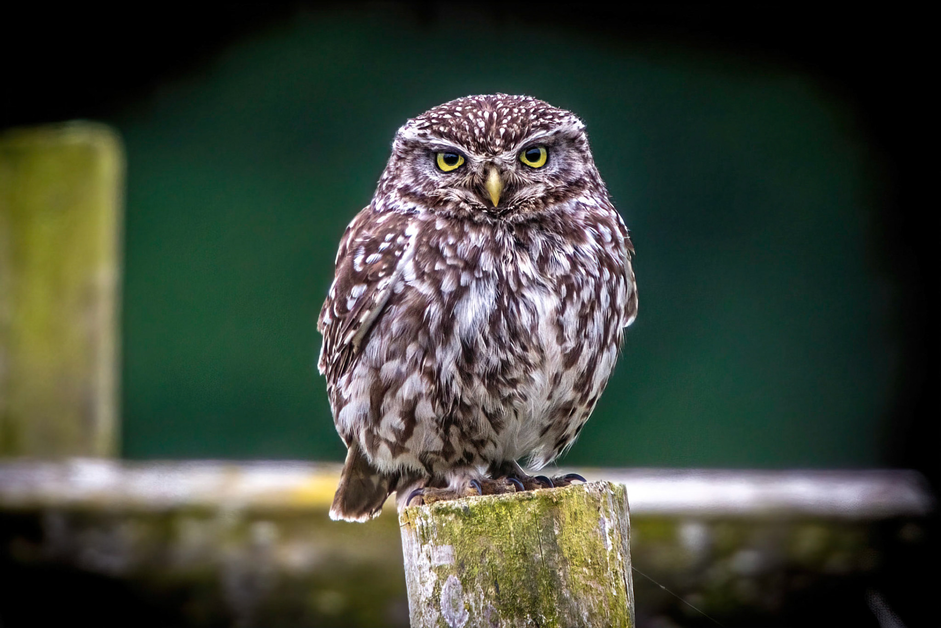 Little Owl ⒸArthur Cicada 2022