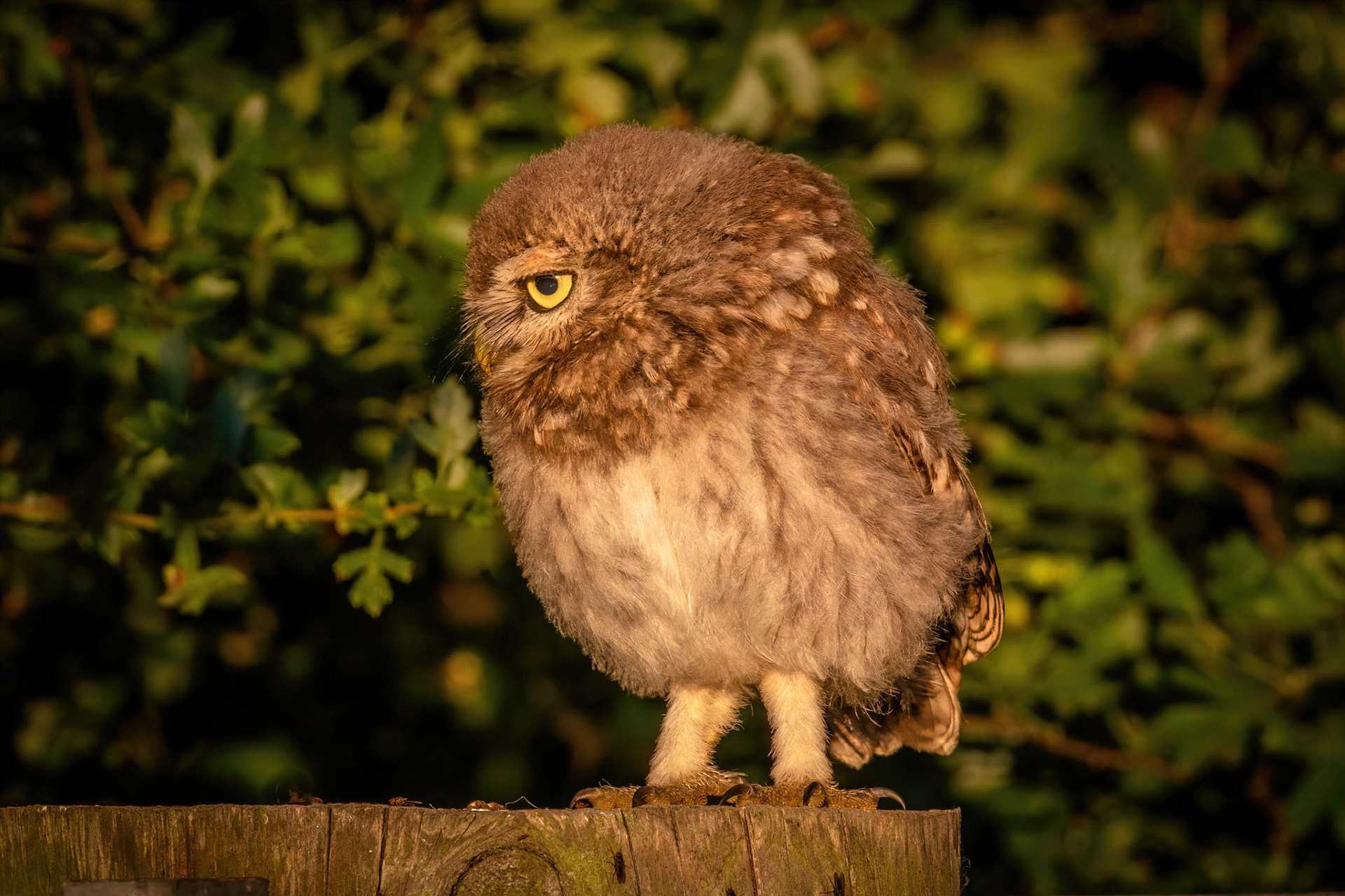 Little Owl ⒸArthur Cicada 2022