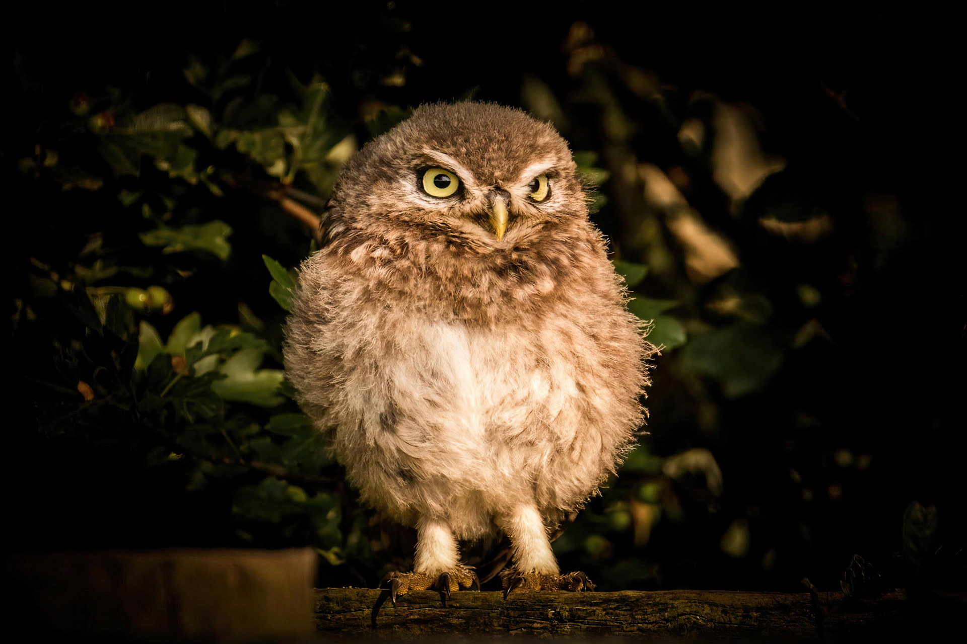 Little Owl ⒸArthur Cicada 2022