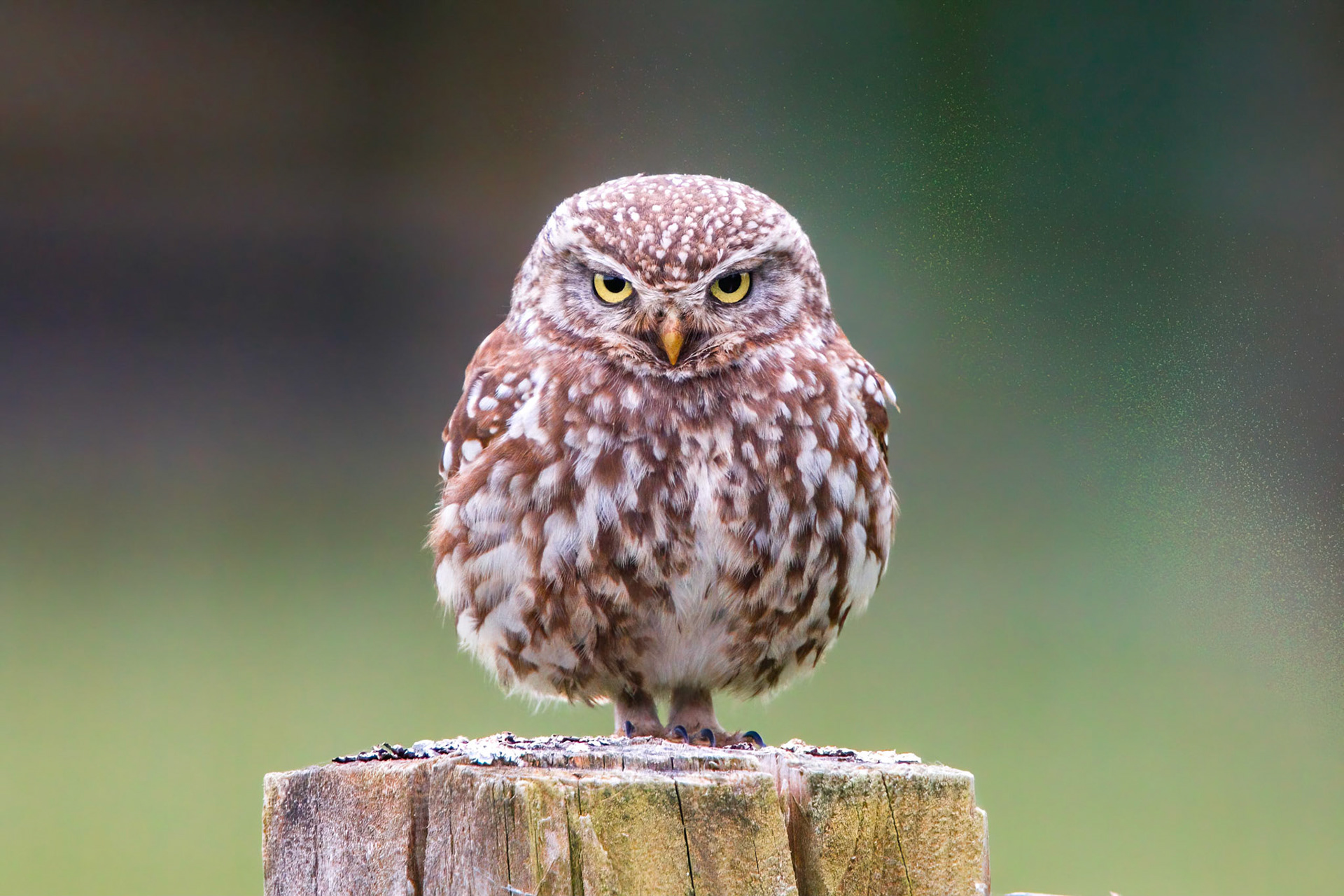 Little Owl ⒸArthur Cicada 2022