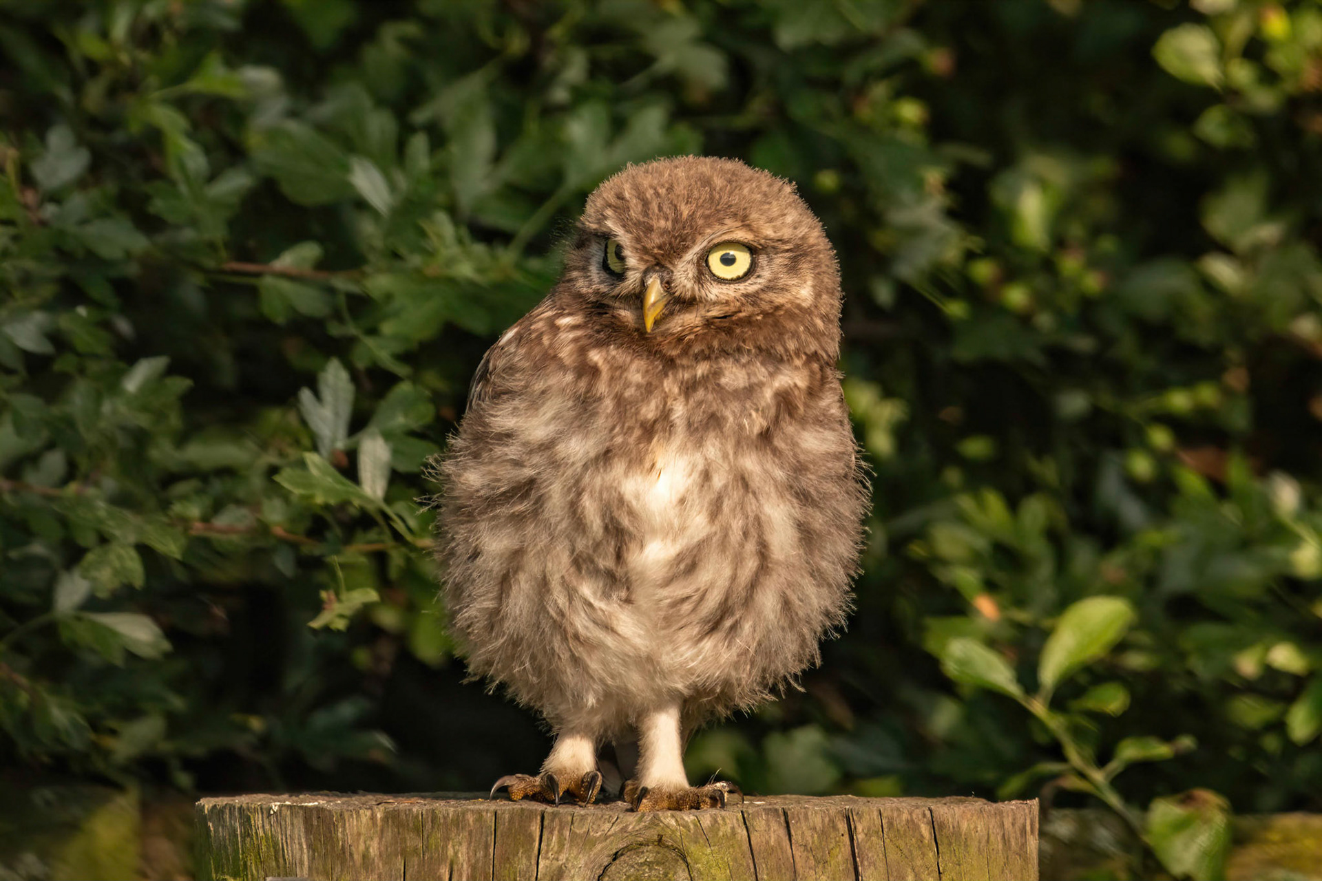 Little Owl ⒸArthur Cicada 2022