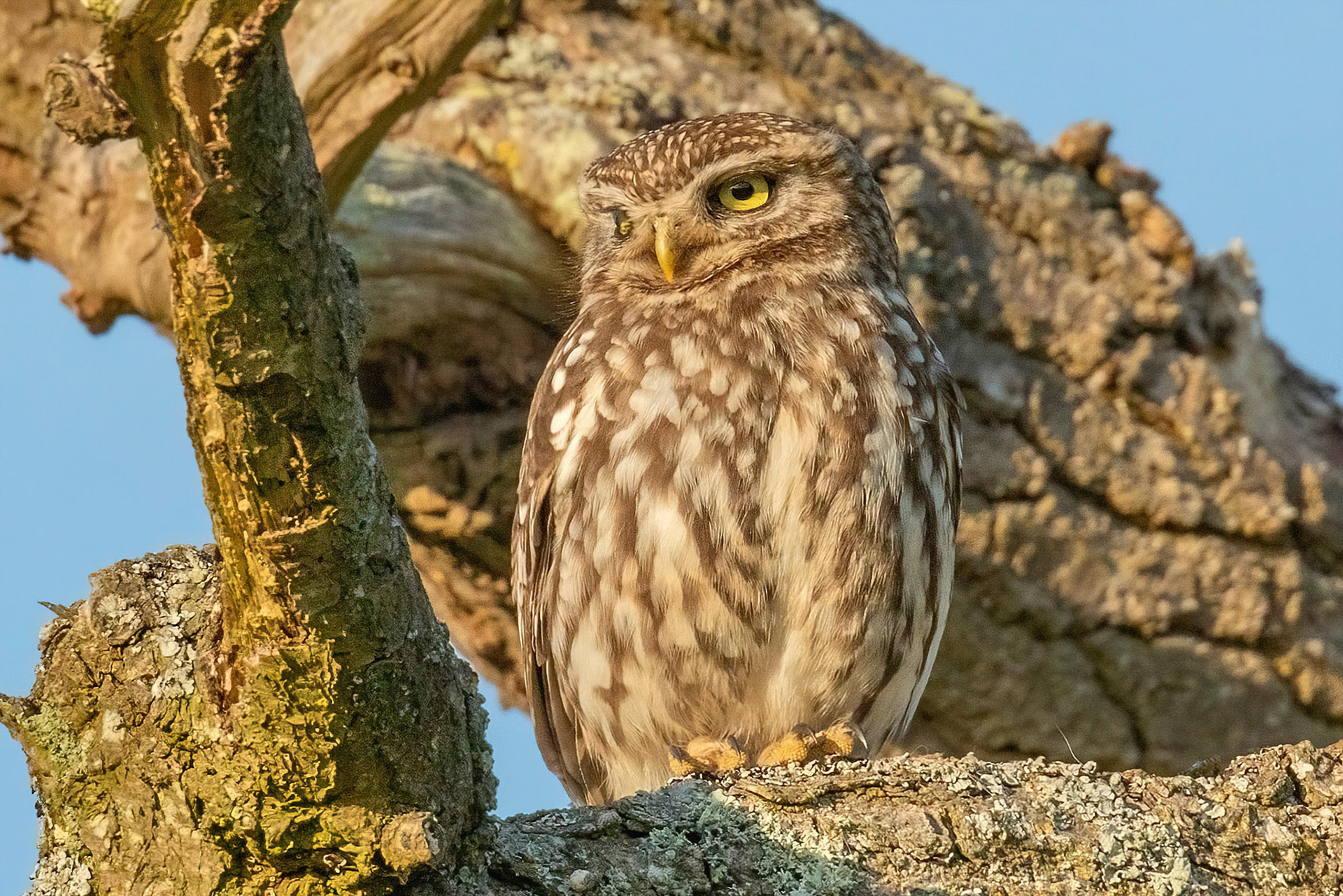 Little Owl ⒸArthur Cicada 2022