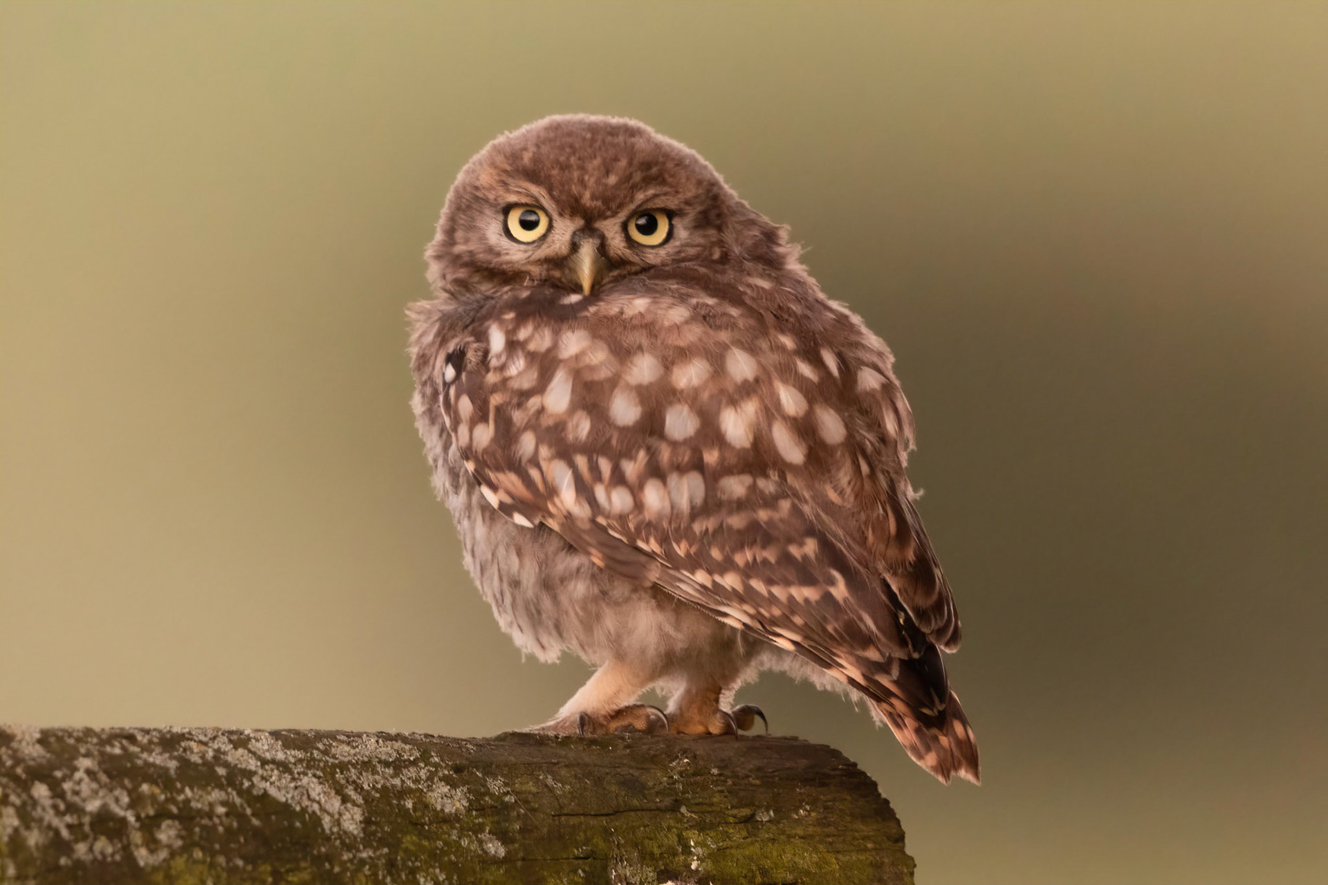 Little Owl ⒸArthur Cicada 2022