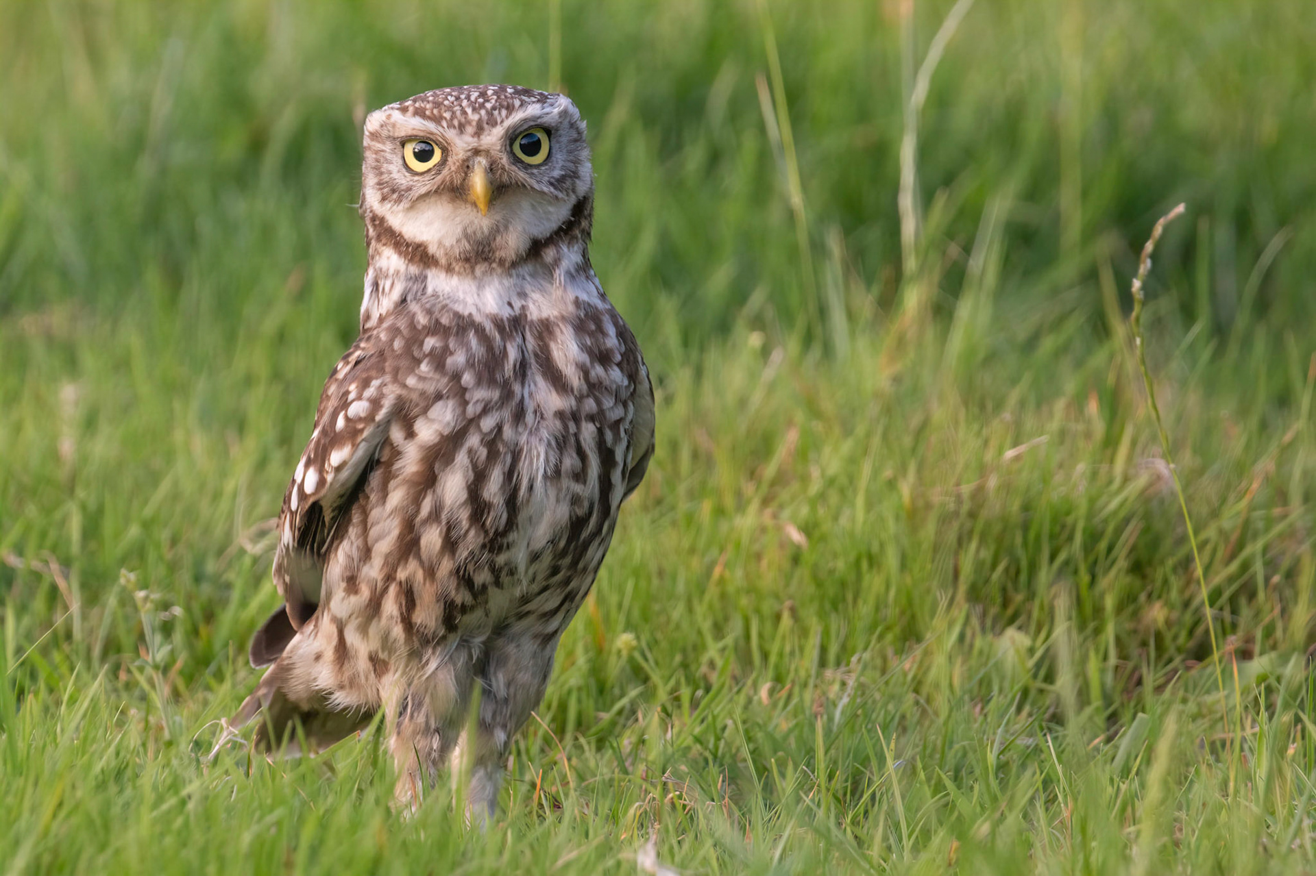 Little Owl ⒸArthur Cicada 2022