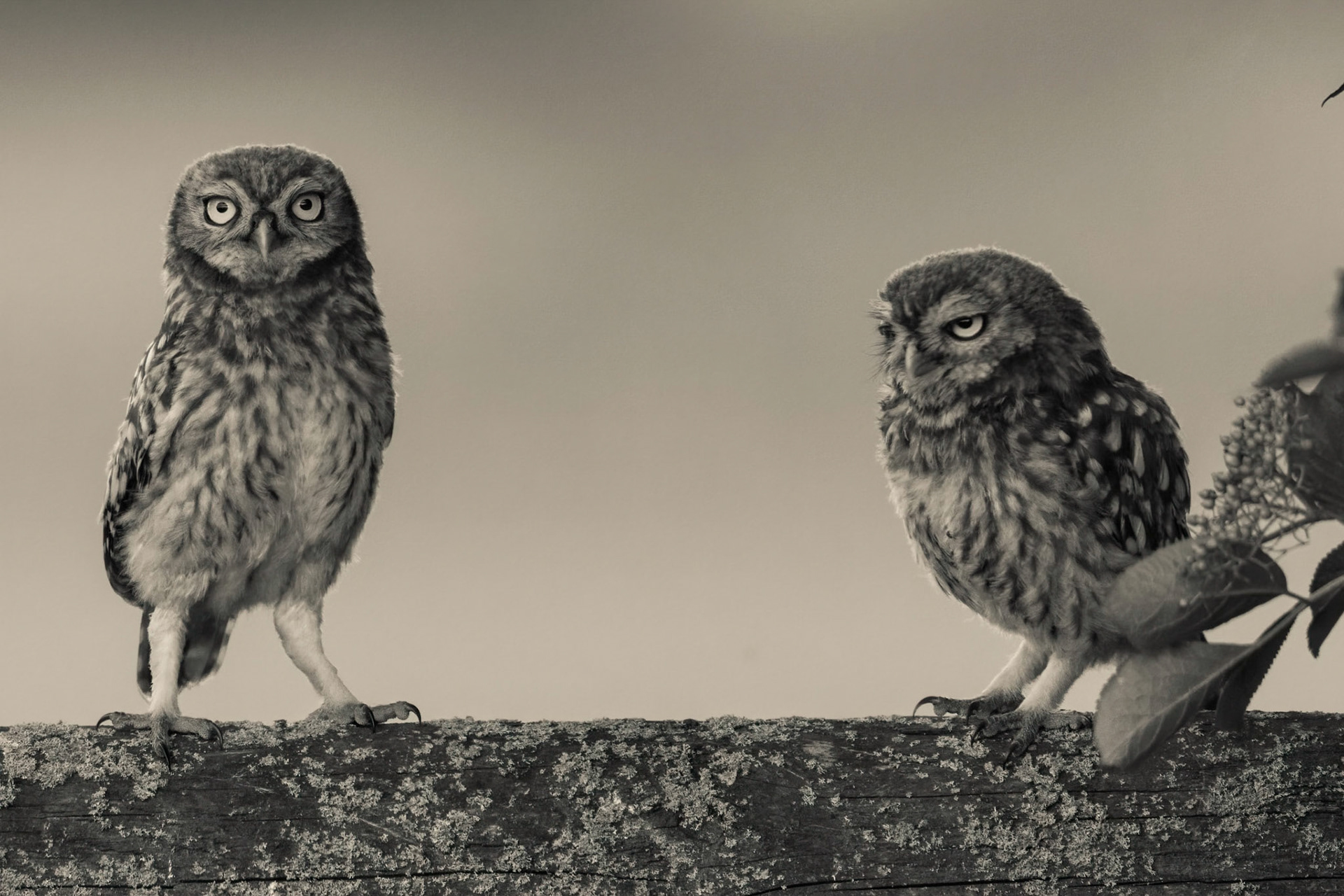 Little Owl ⒸArthur Cicada 2022