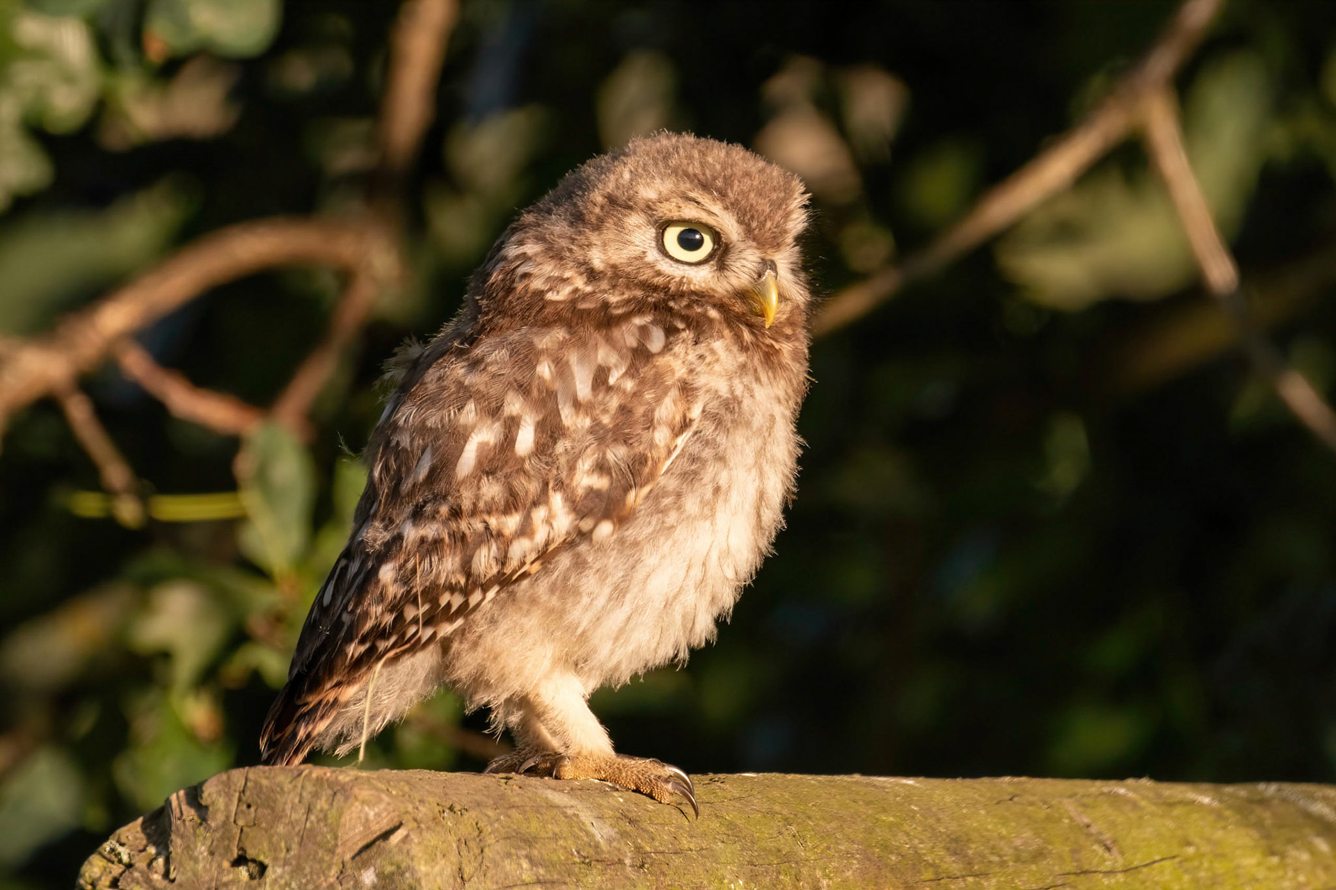 Little Owl ⒸArthur Cicada 2022