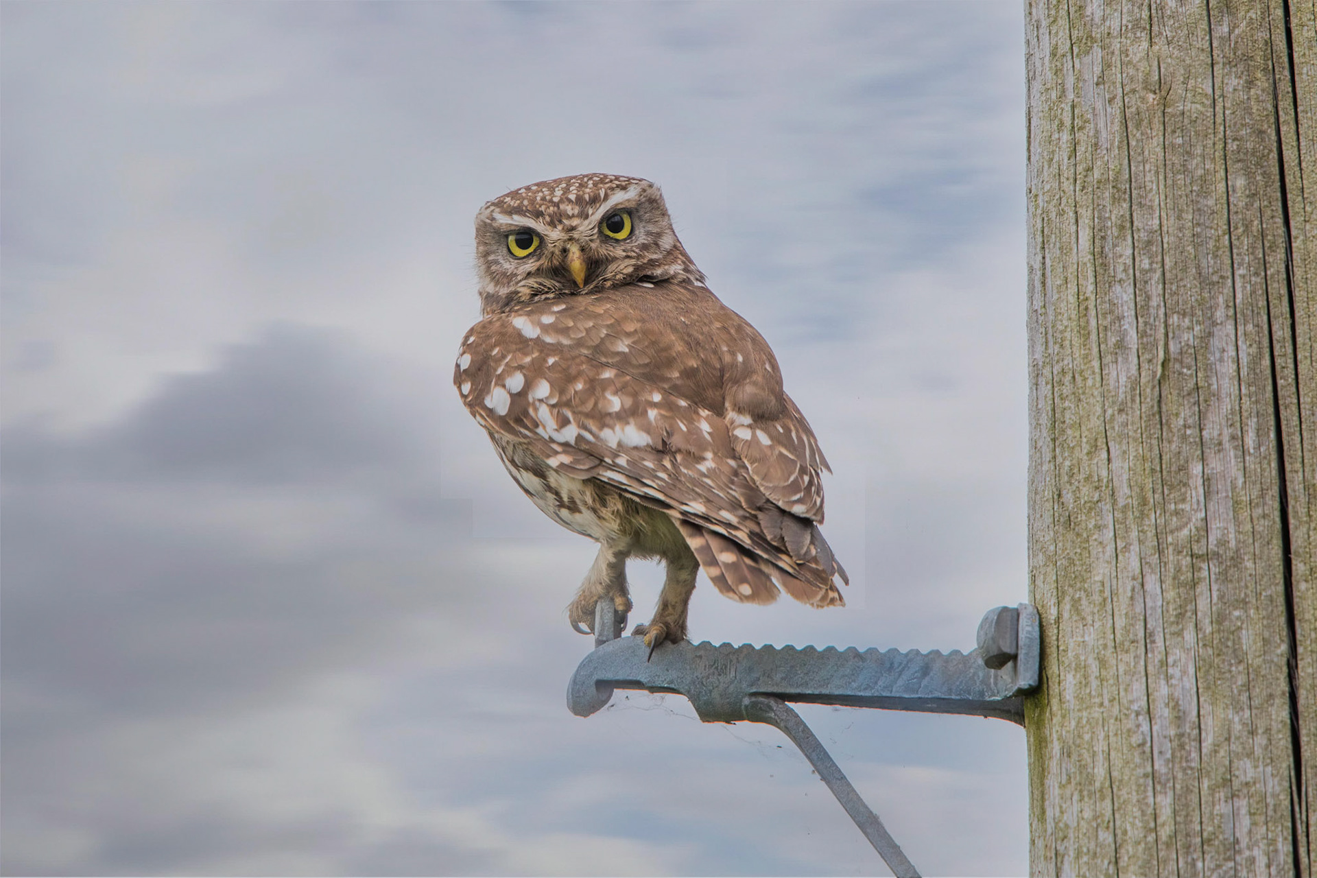 Little Owl ⒸArthur Cicada 2022