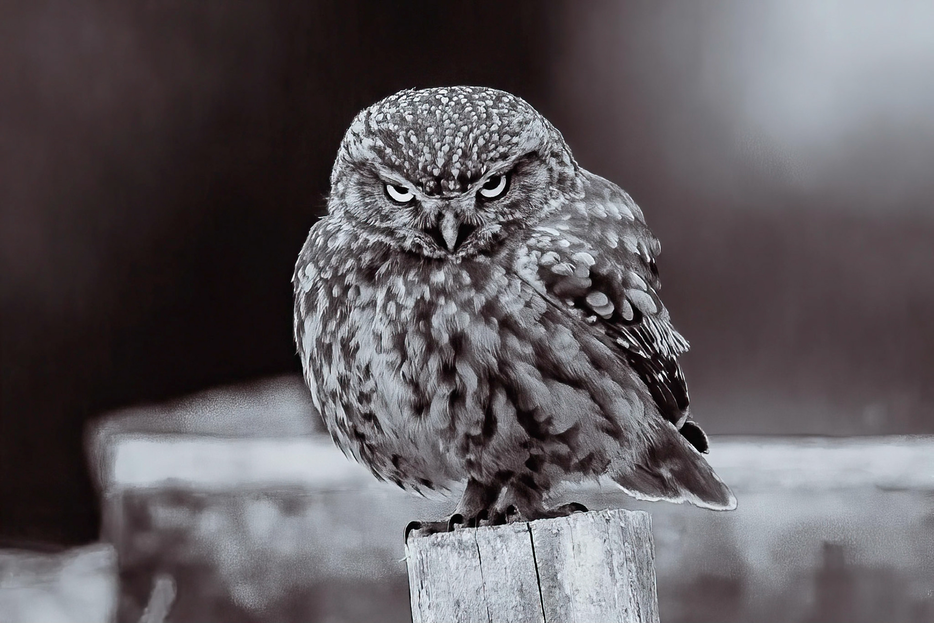 Little Owl ⒸArthur Cicada 2022