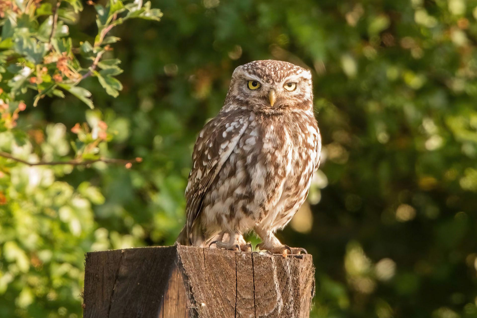 Little Owl ⒸArthur Cicada 2022
