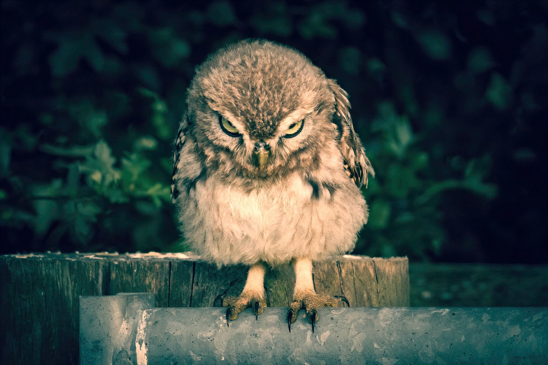 Little Owl ⒸArthur Cicada 2022