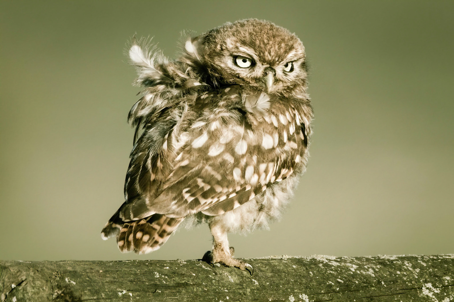 Little Owl ⒸArthur Cicada 2022