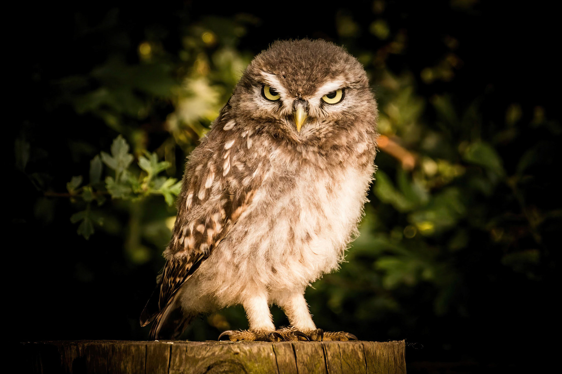 Little Owl ⒸArthur Cicada 2022