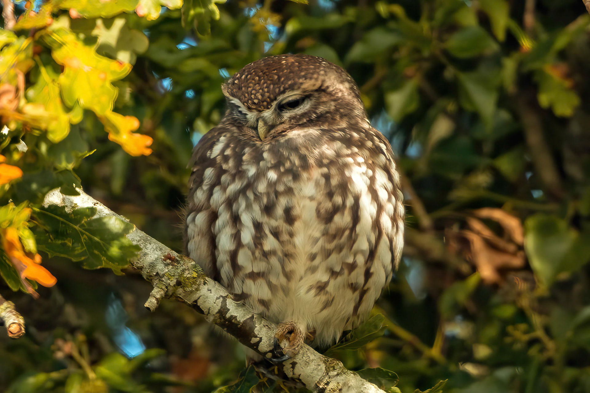 Little Owl ⒸArthur Cicada 2022