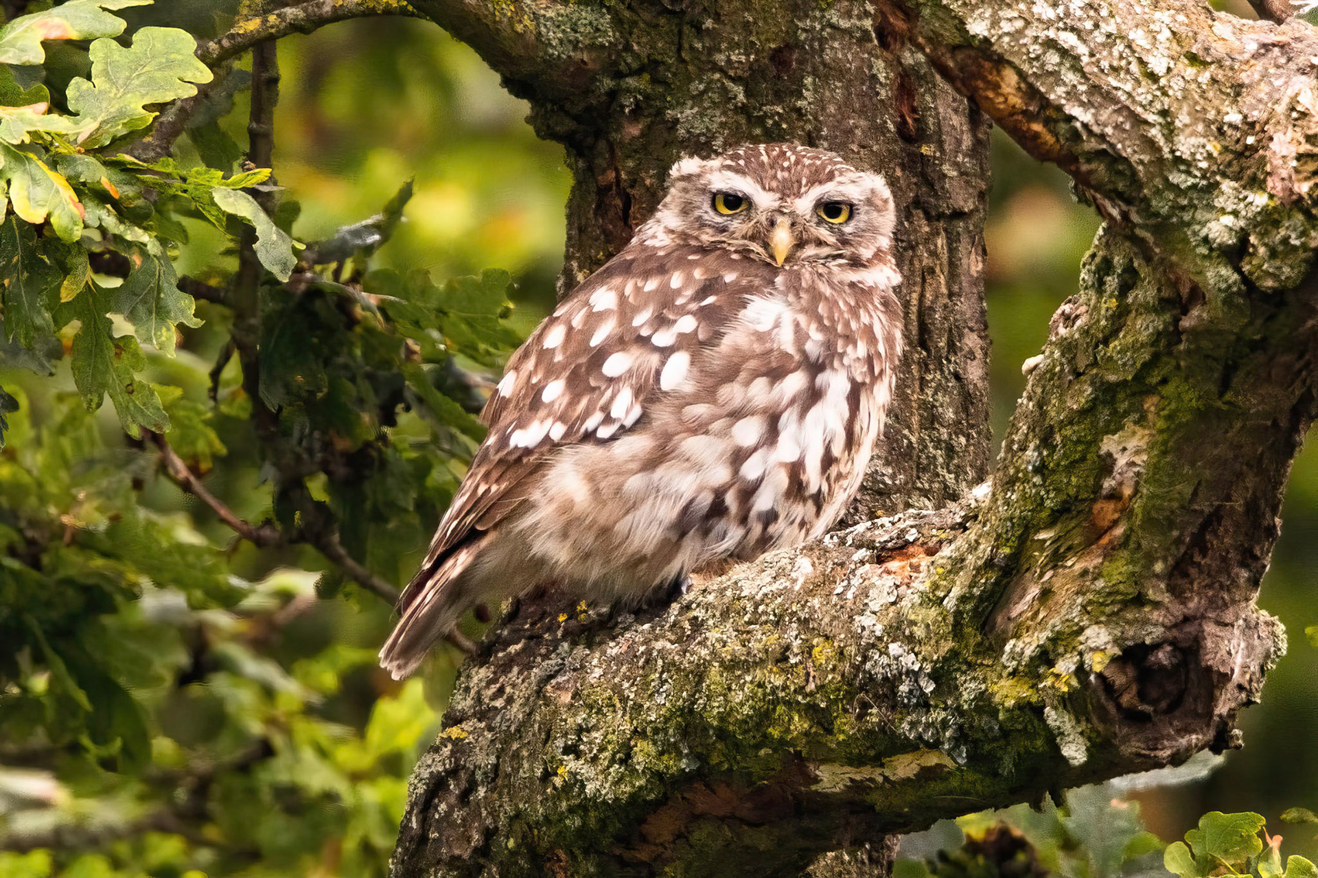 Little Owl ⒸArthur Cicada 2022