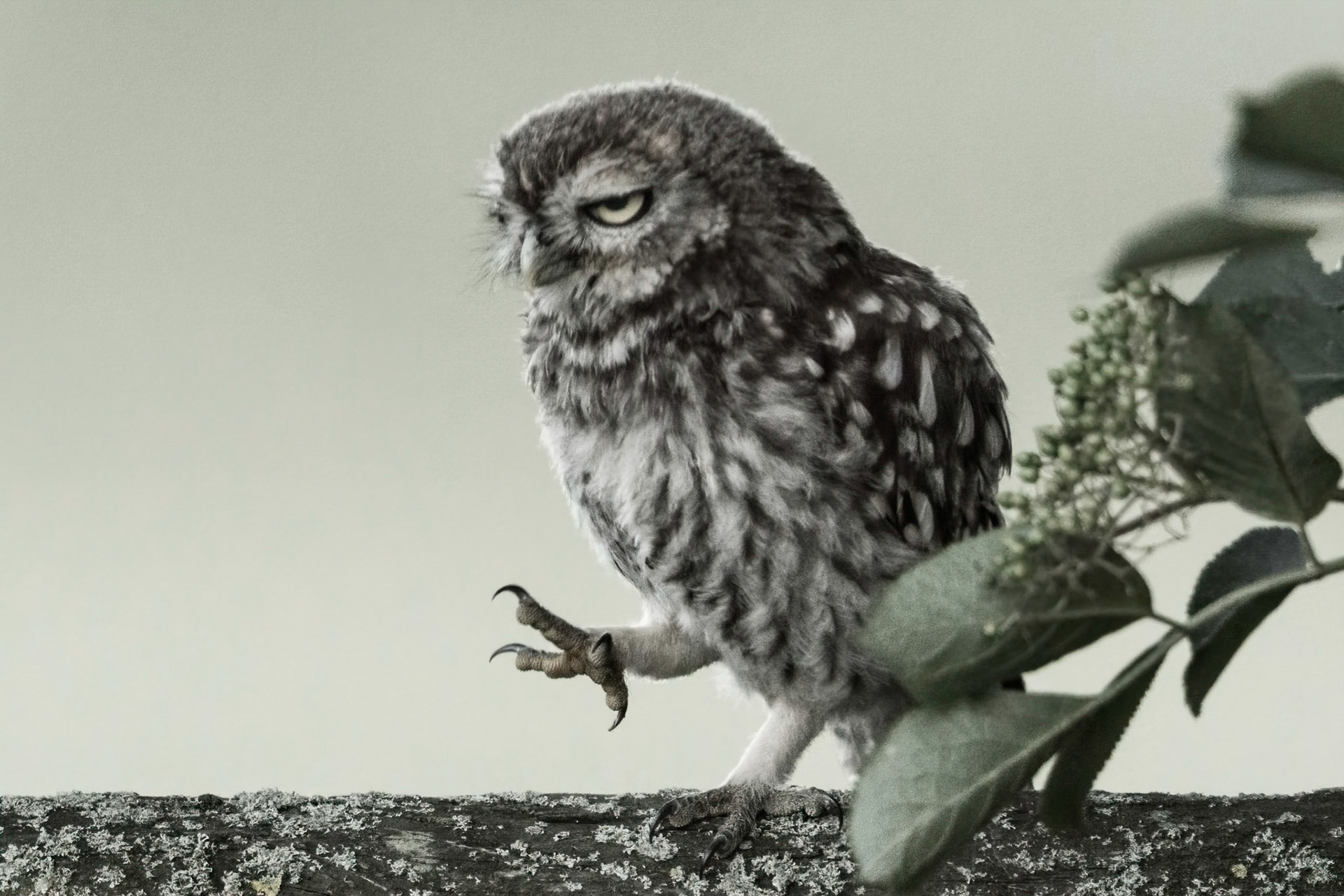 Little Owl ⒸArthur Cicada 2022
