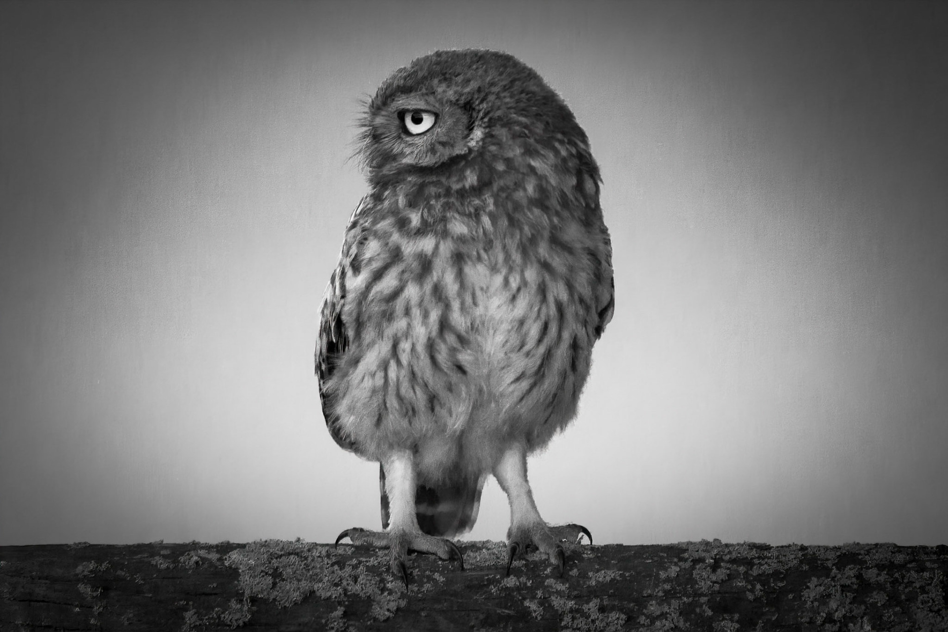 Little Owl ⒸArthur Cicada 2022