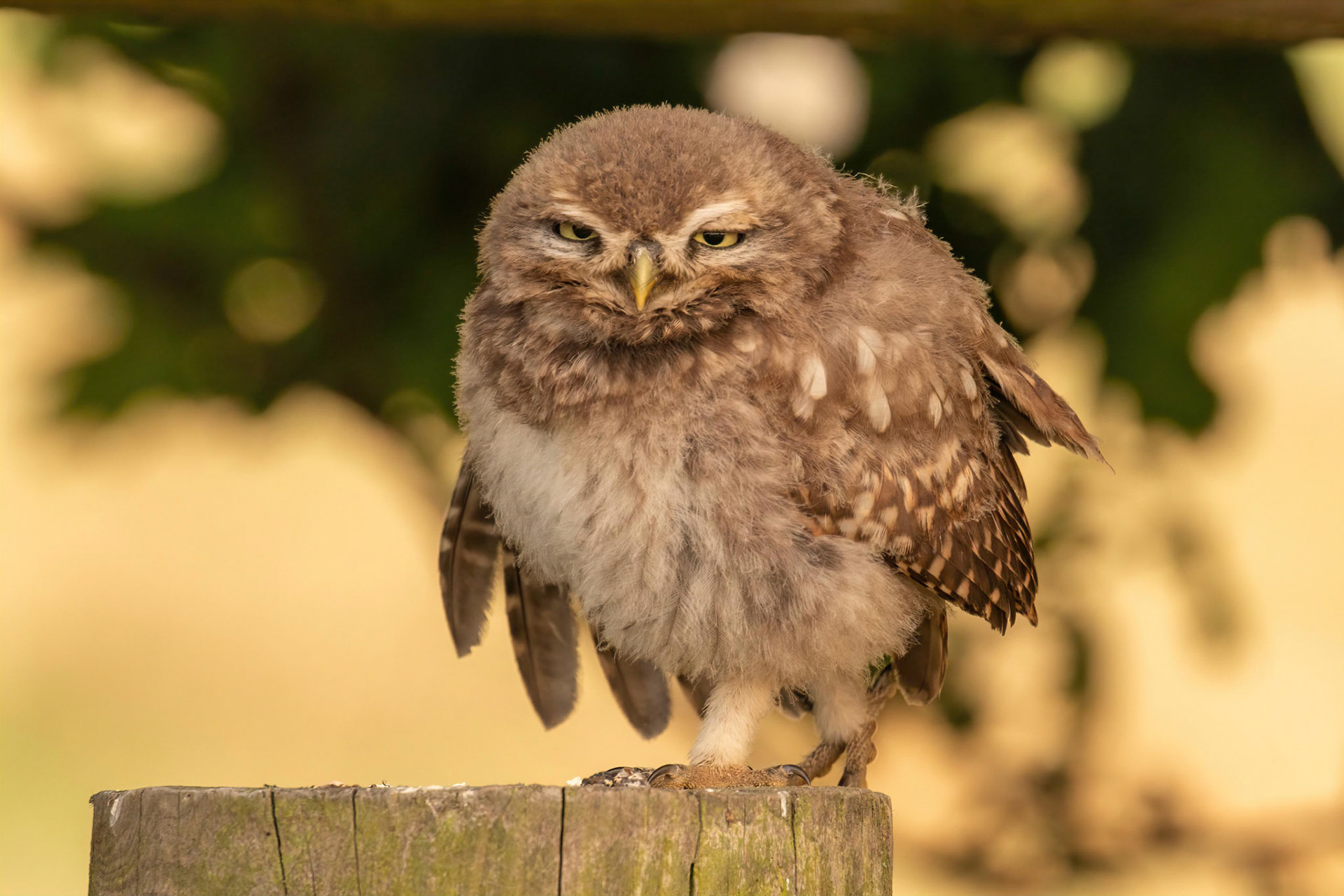 Little Owl ⒸArthur Cicada 2022