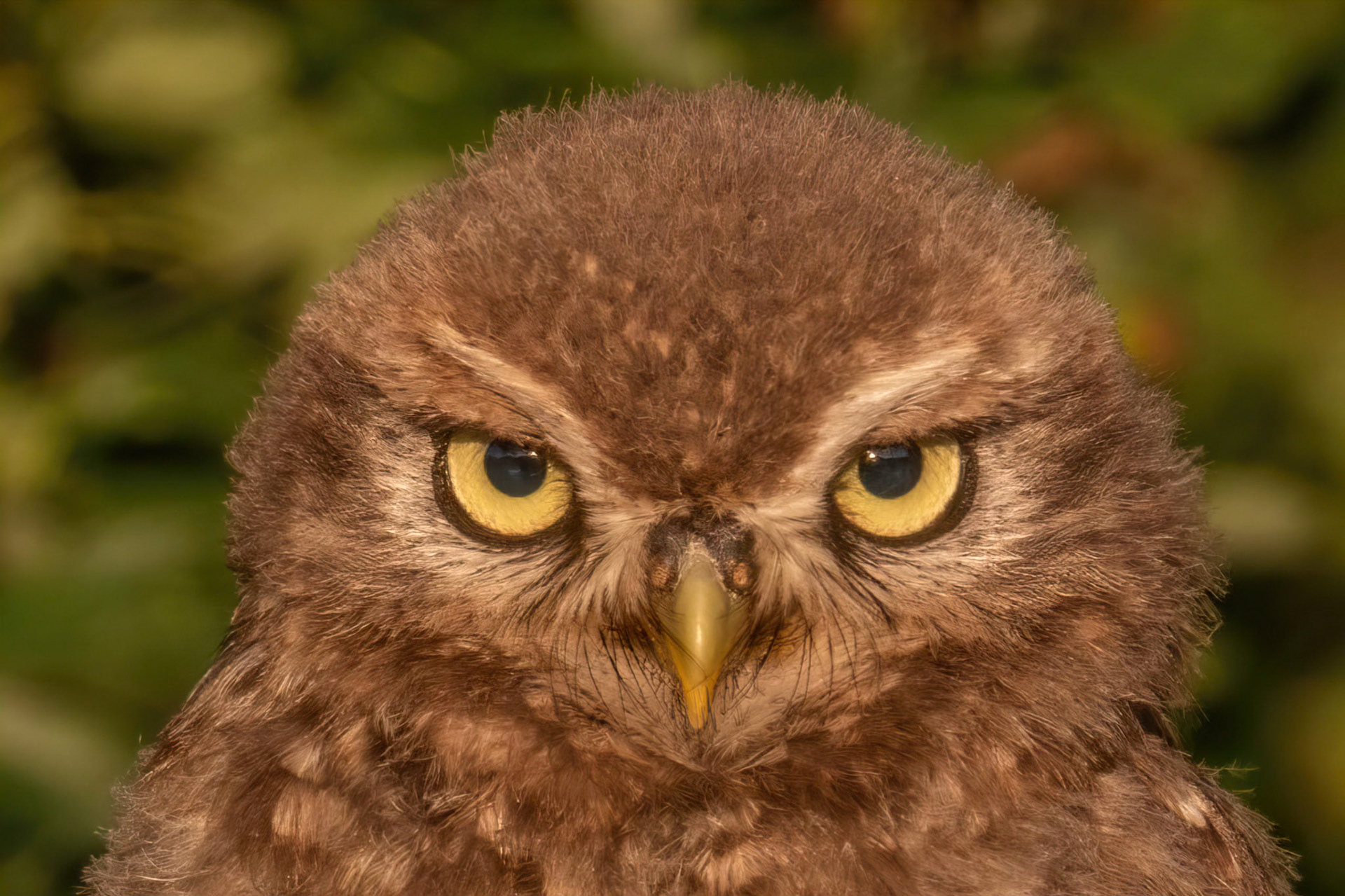 Little Owl ⒸArthur Cicada 2022