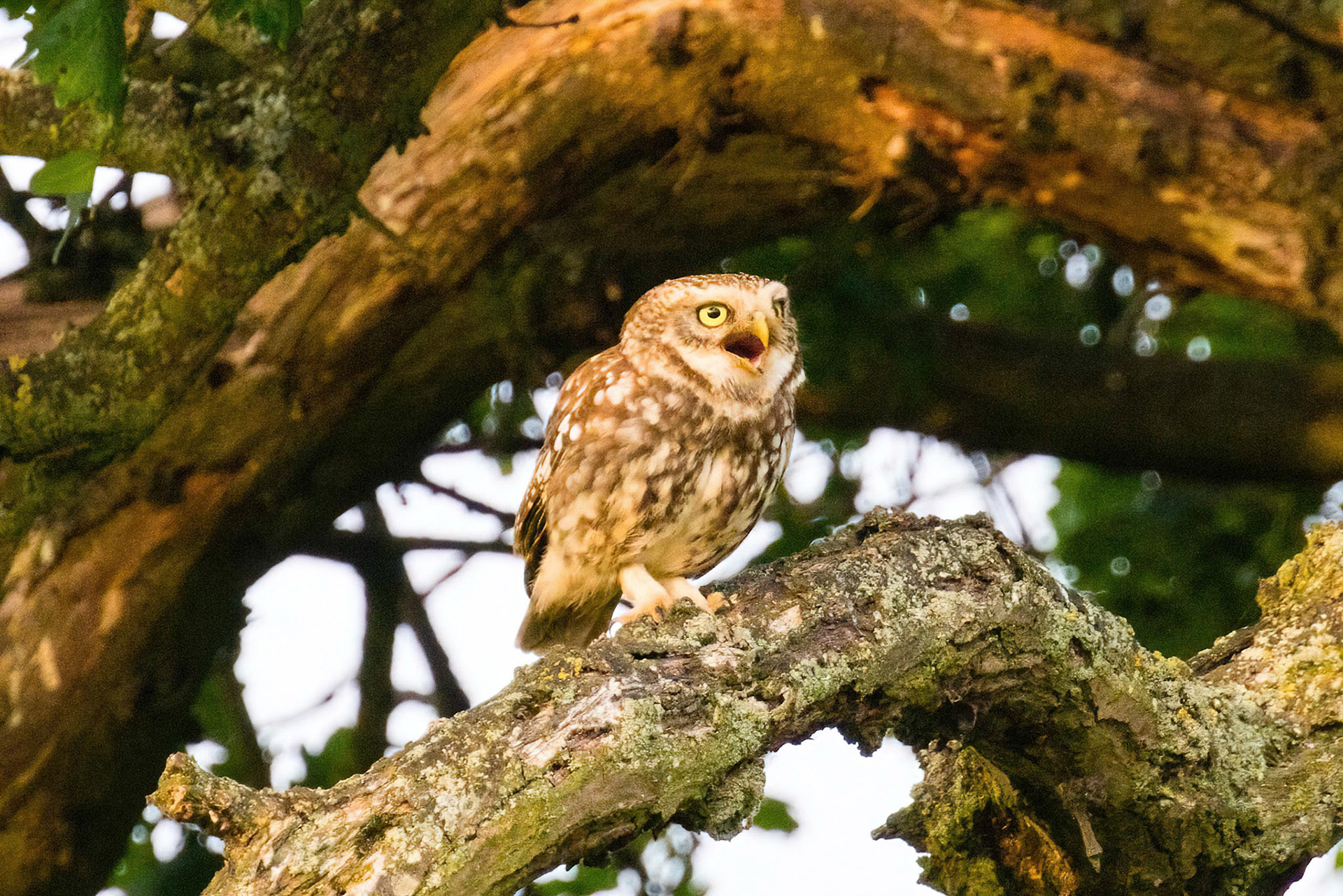 Little Owl ⒸArthur Cicada 2022