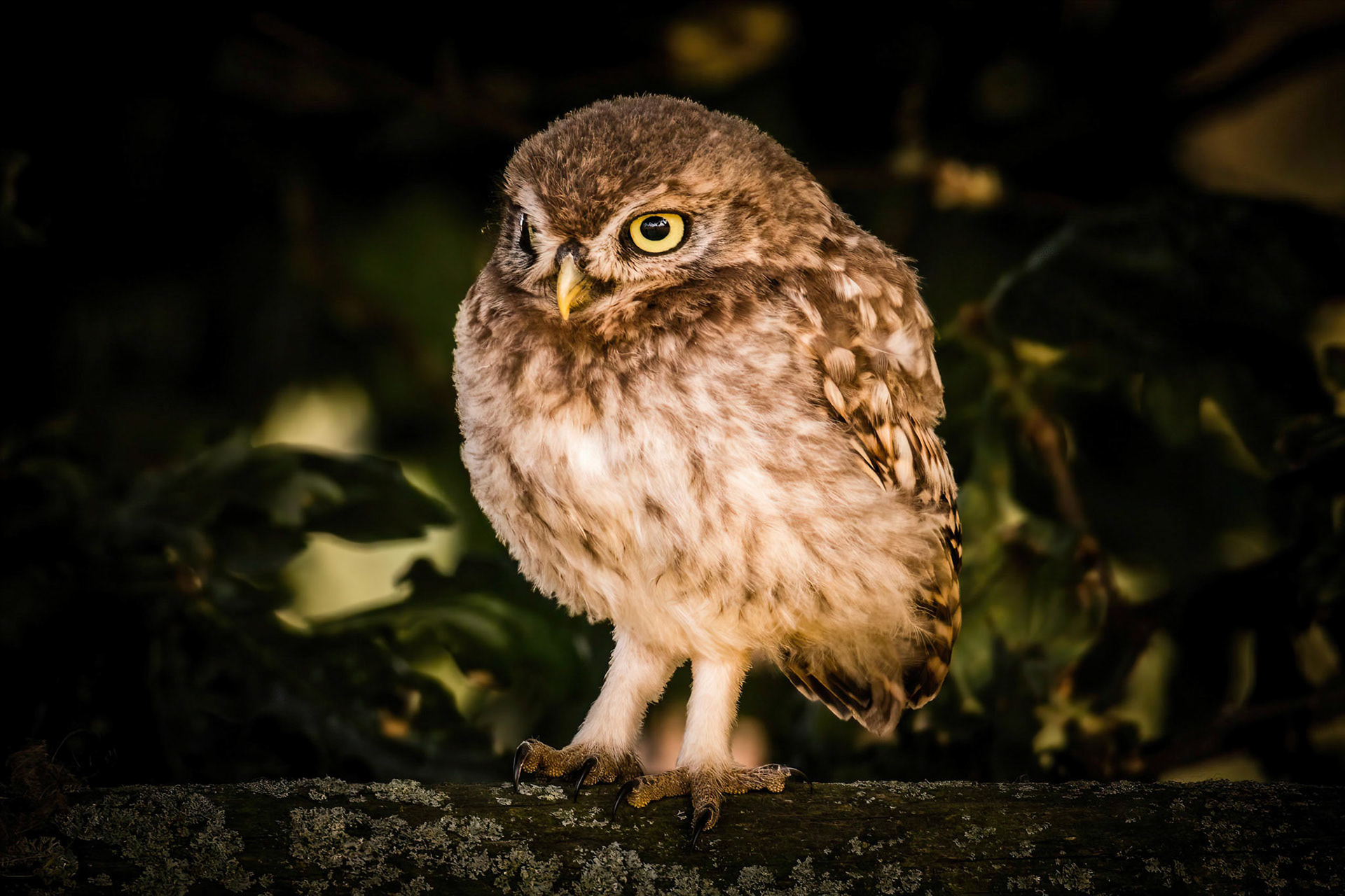 Little Owl ⒸArthur Cicada 2022