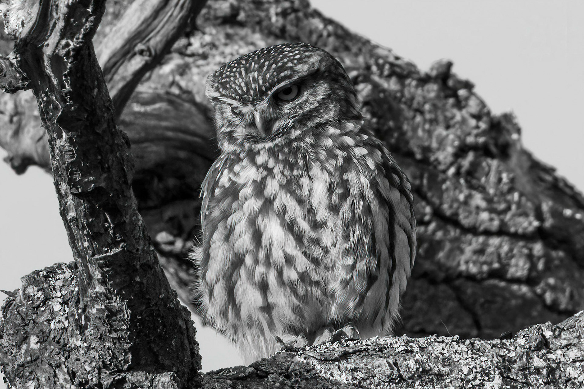 Little Owl ⒸArthur Cicada 2022