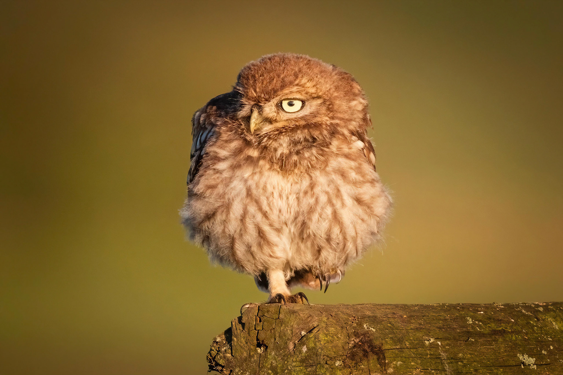Little Owl ⒸArthur Cicada 2022