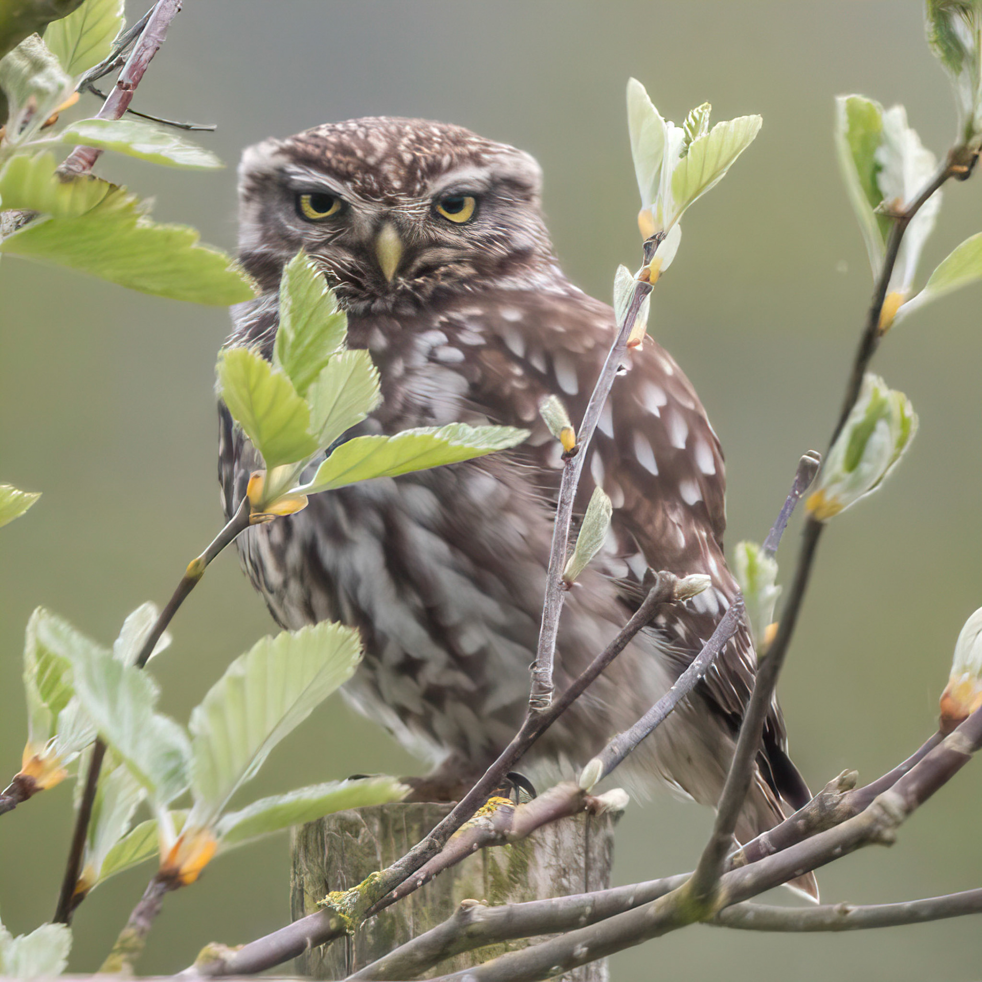 Little Owl ⒸArthur Cicada 2022
