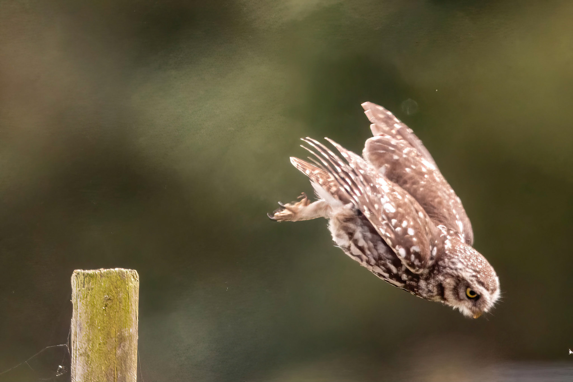 Little Owl ⒸArthur Cicada 2022