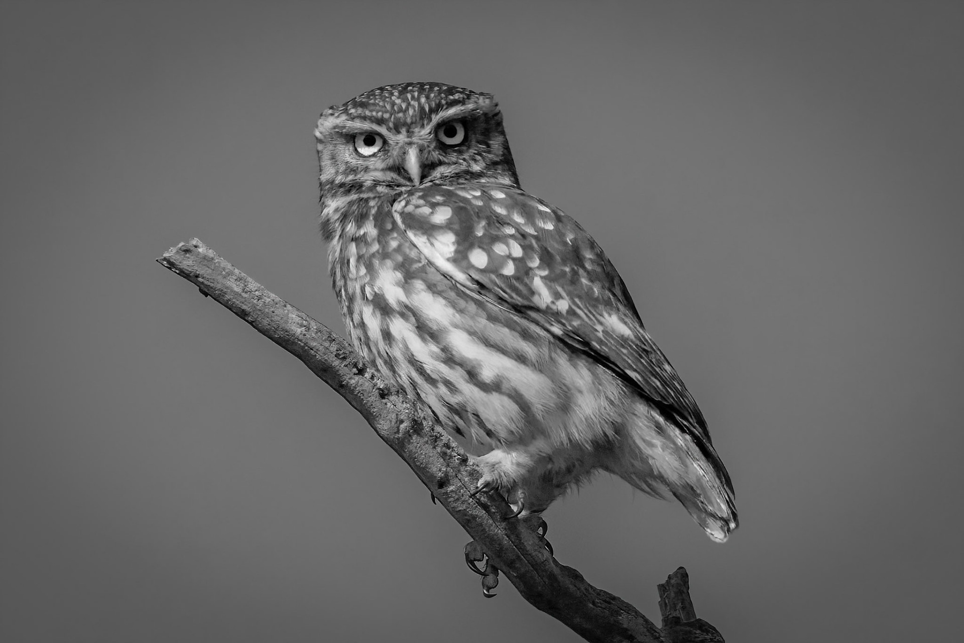 Little Owl ⒸArthur Cicada 2022