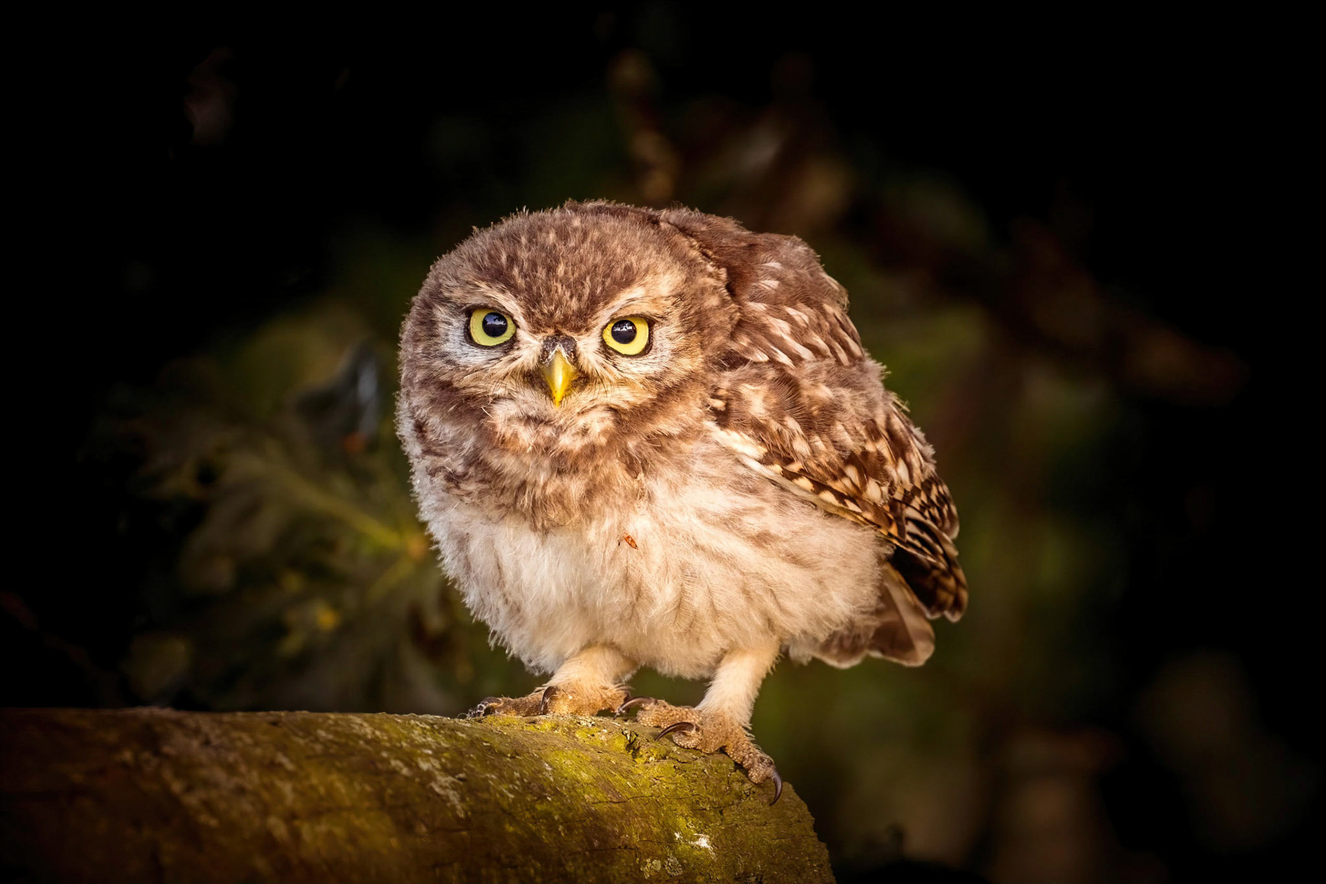 Little Owl ⒸArthur Cicada 2022
