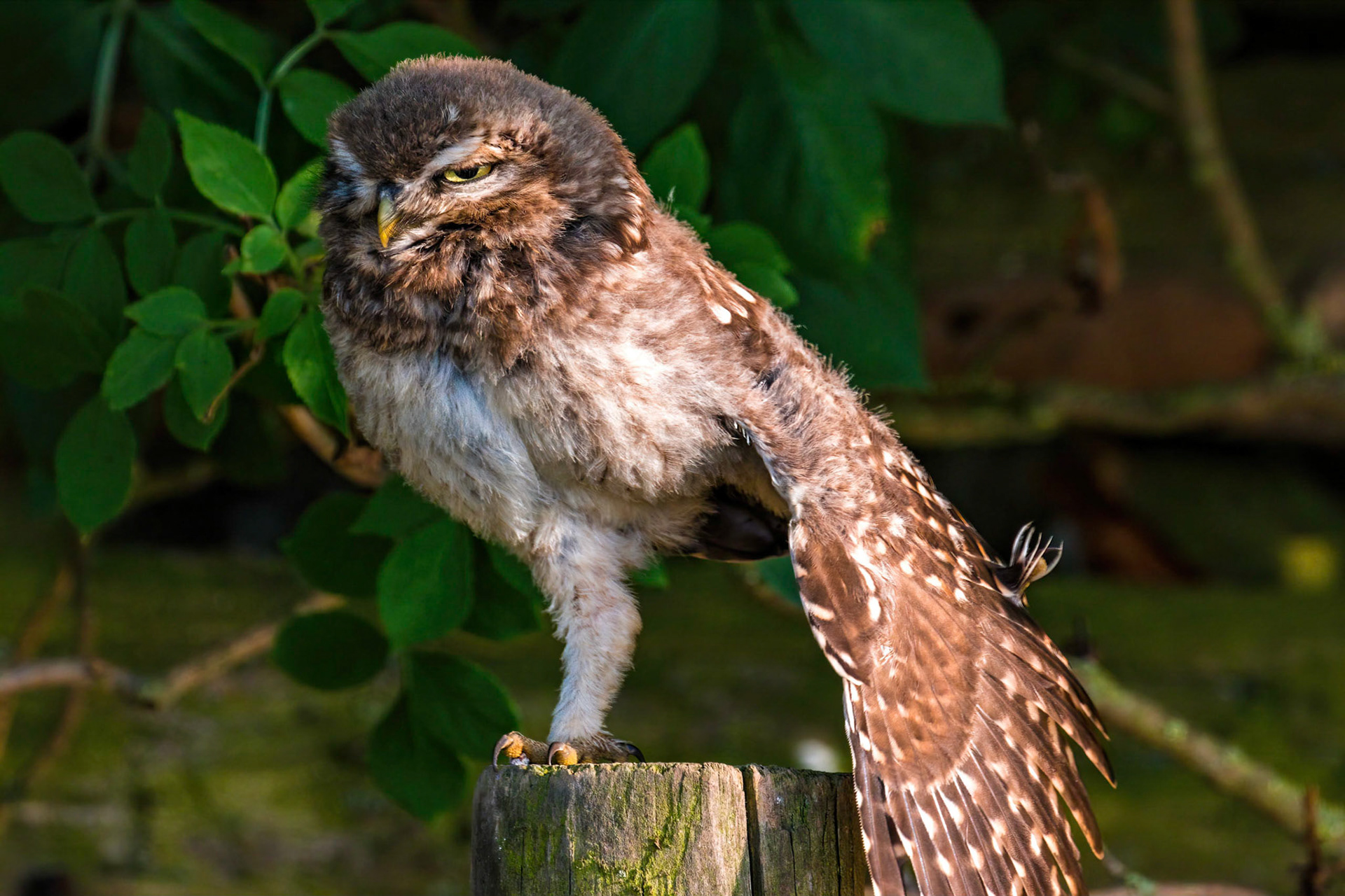 Little Owl ⒸArthur Cicada 2022