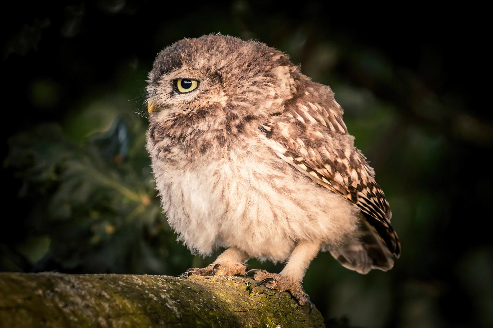 Little Owl ⒸArthur Cicada 2022