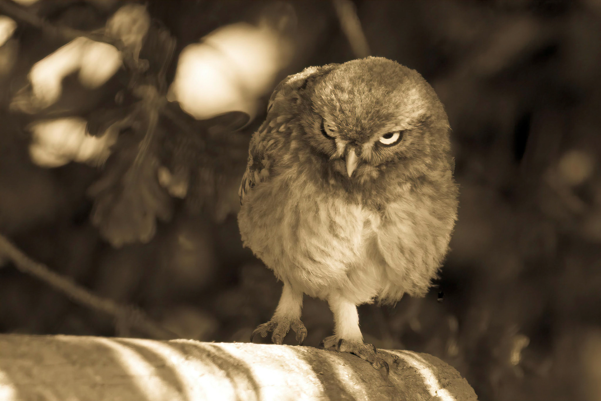 Little Owl ⒸArthur Cicada 2022