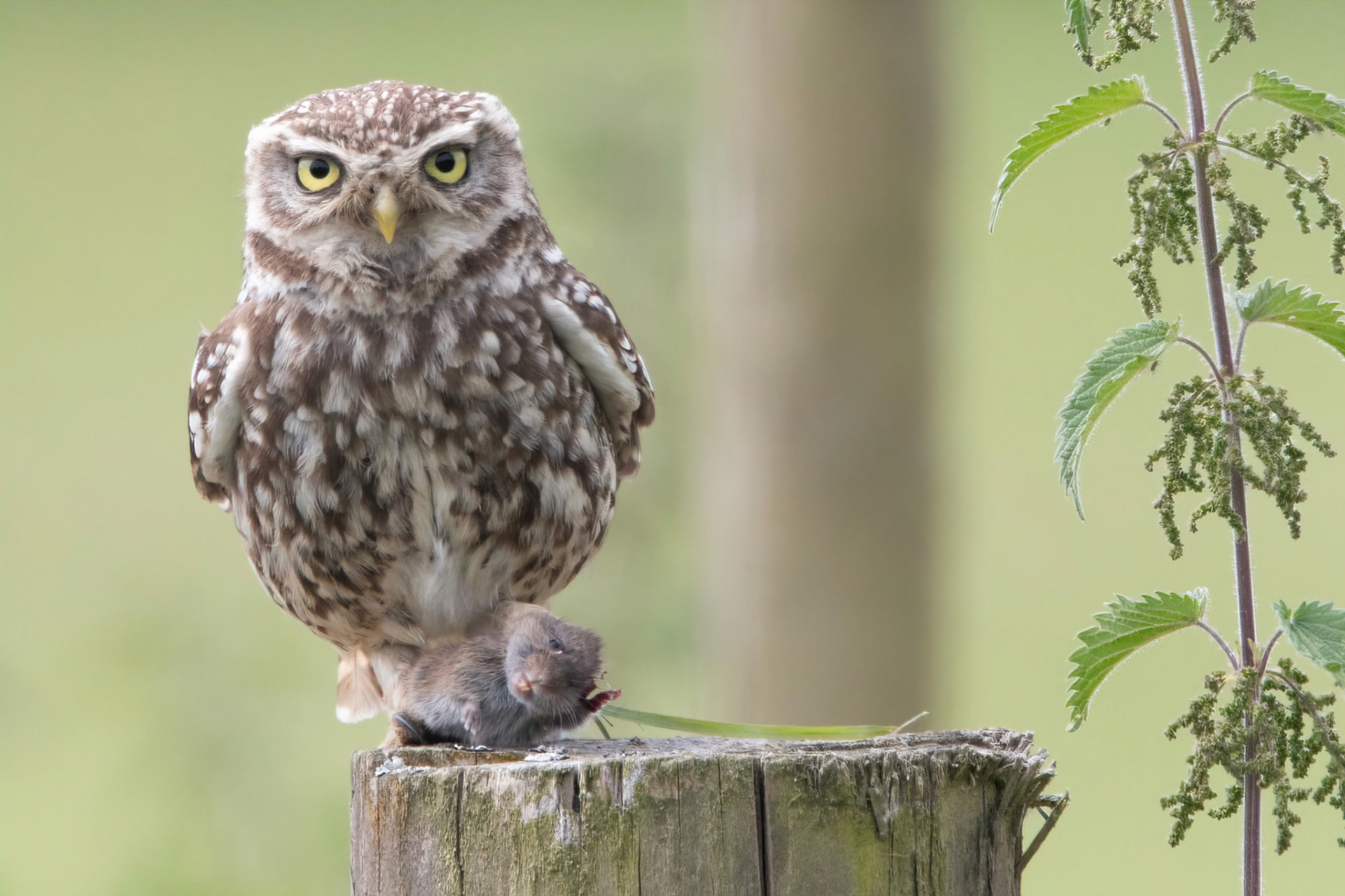Little Owl ⒸArthur Cicada 2022