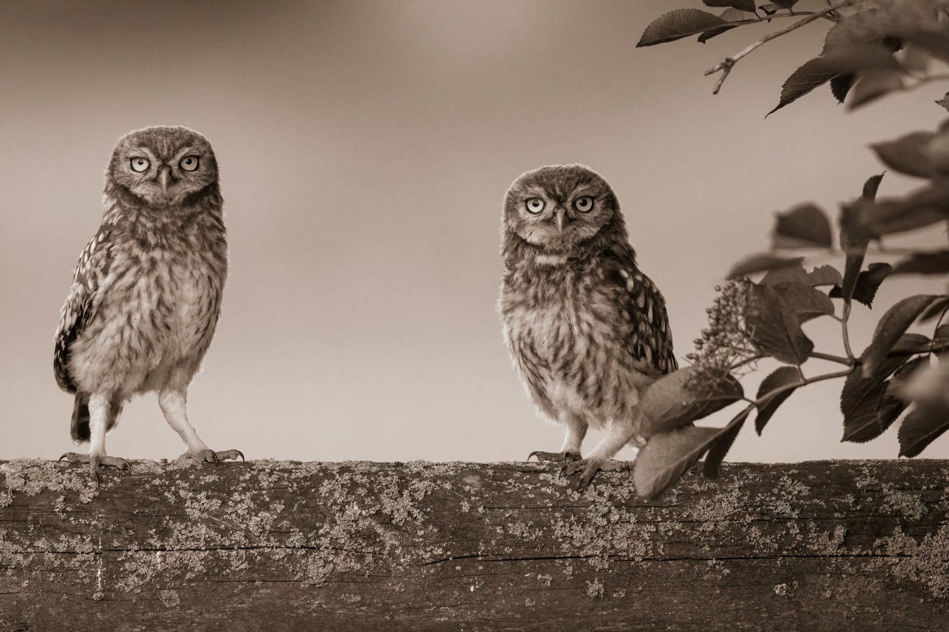 Little Owl ⒸArthur Cicada 2022