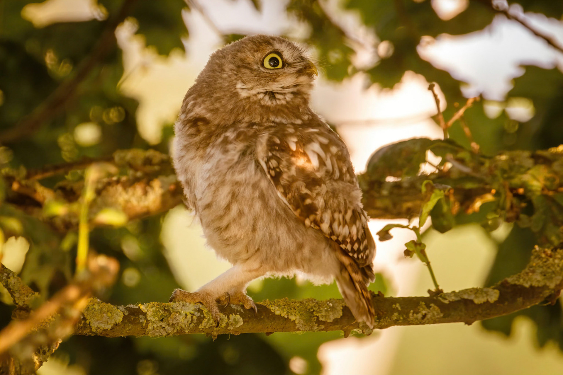 Little Owl ⒸArthur Cicada 2022