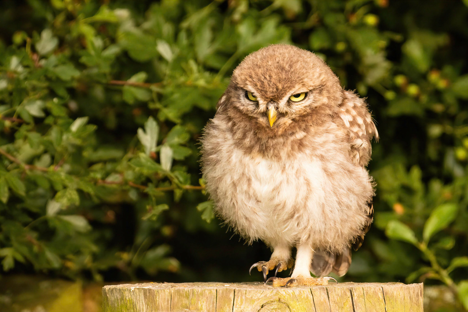 Little Owl ⒸArthur Cicada 2022