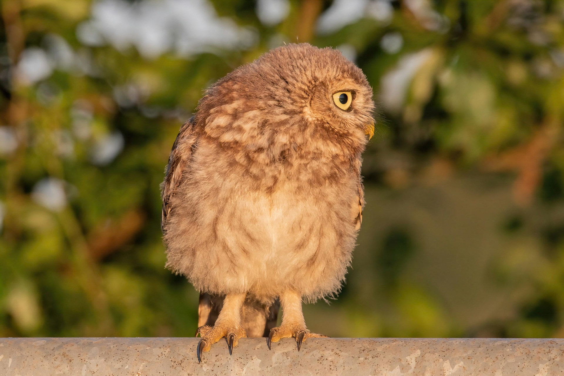 Little Owl ⒸArthur Cicada 2022