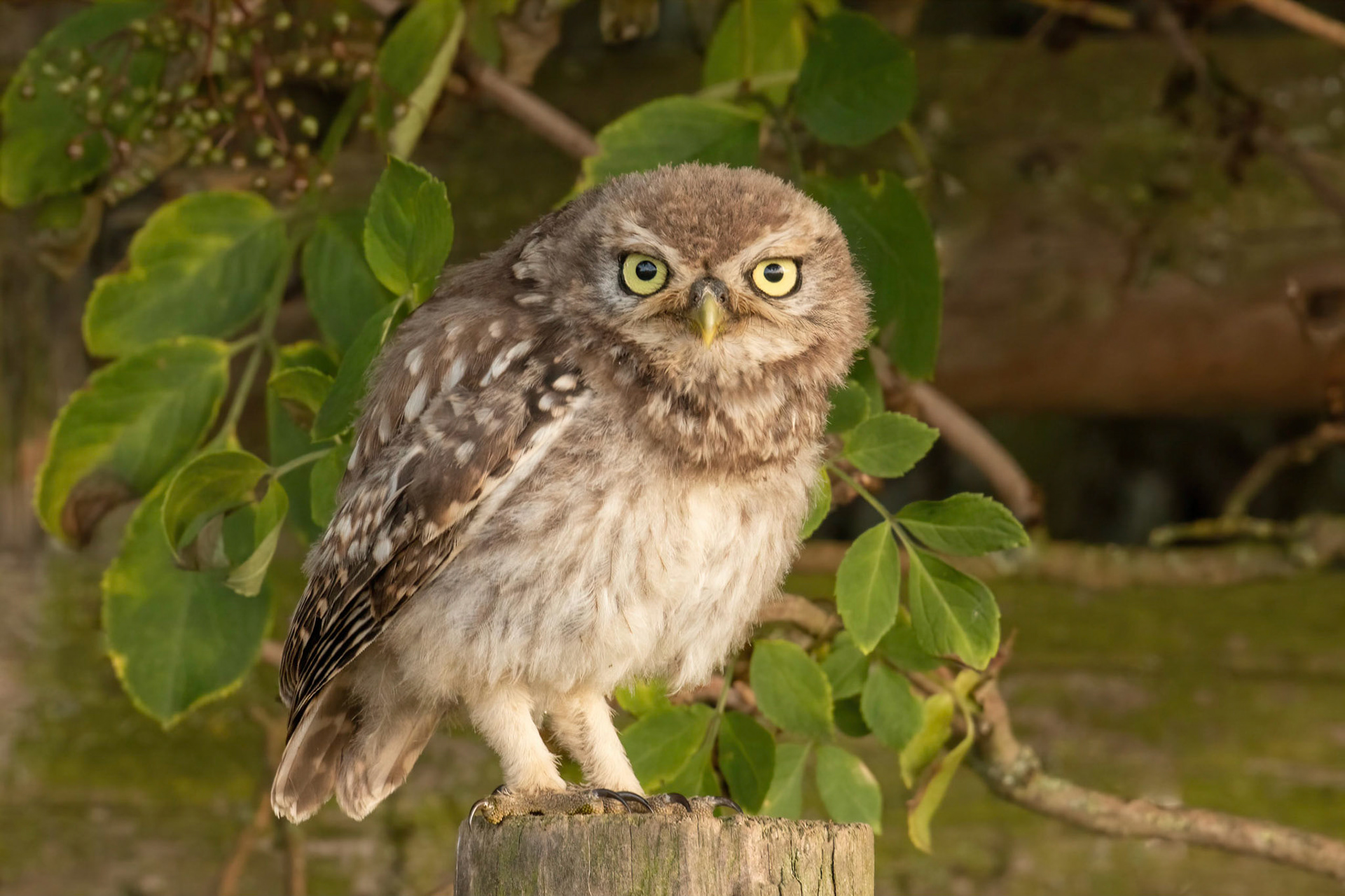 Little Owl ⒸArthur Cicada 2022