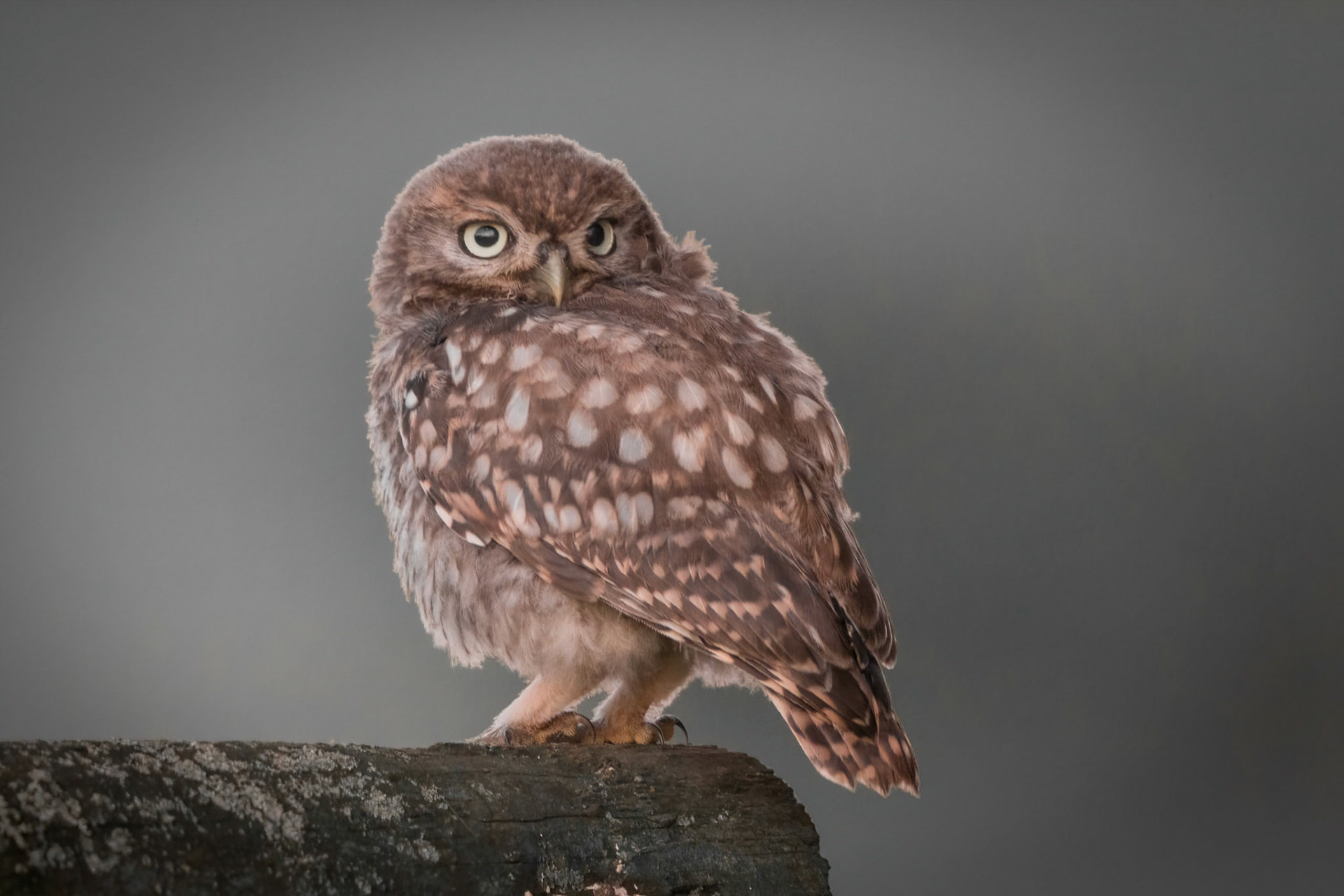 Little Owl ⒸArthur Cicada 2022