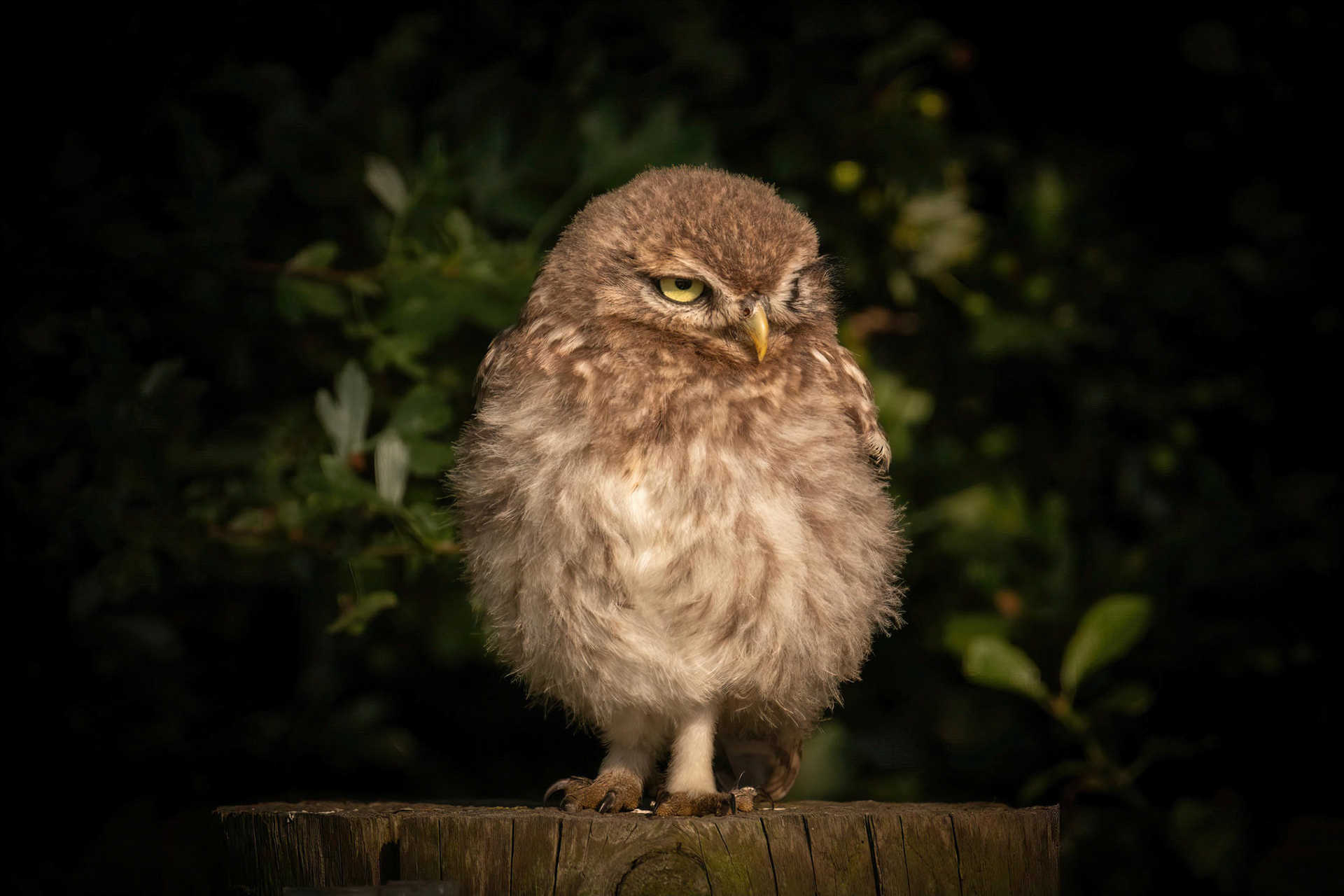 Little Owl ⒸArthur Cicada 2022